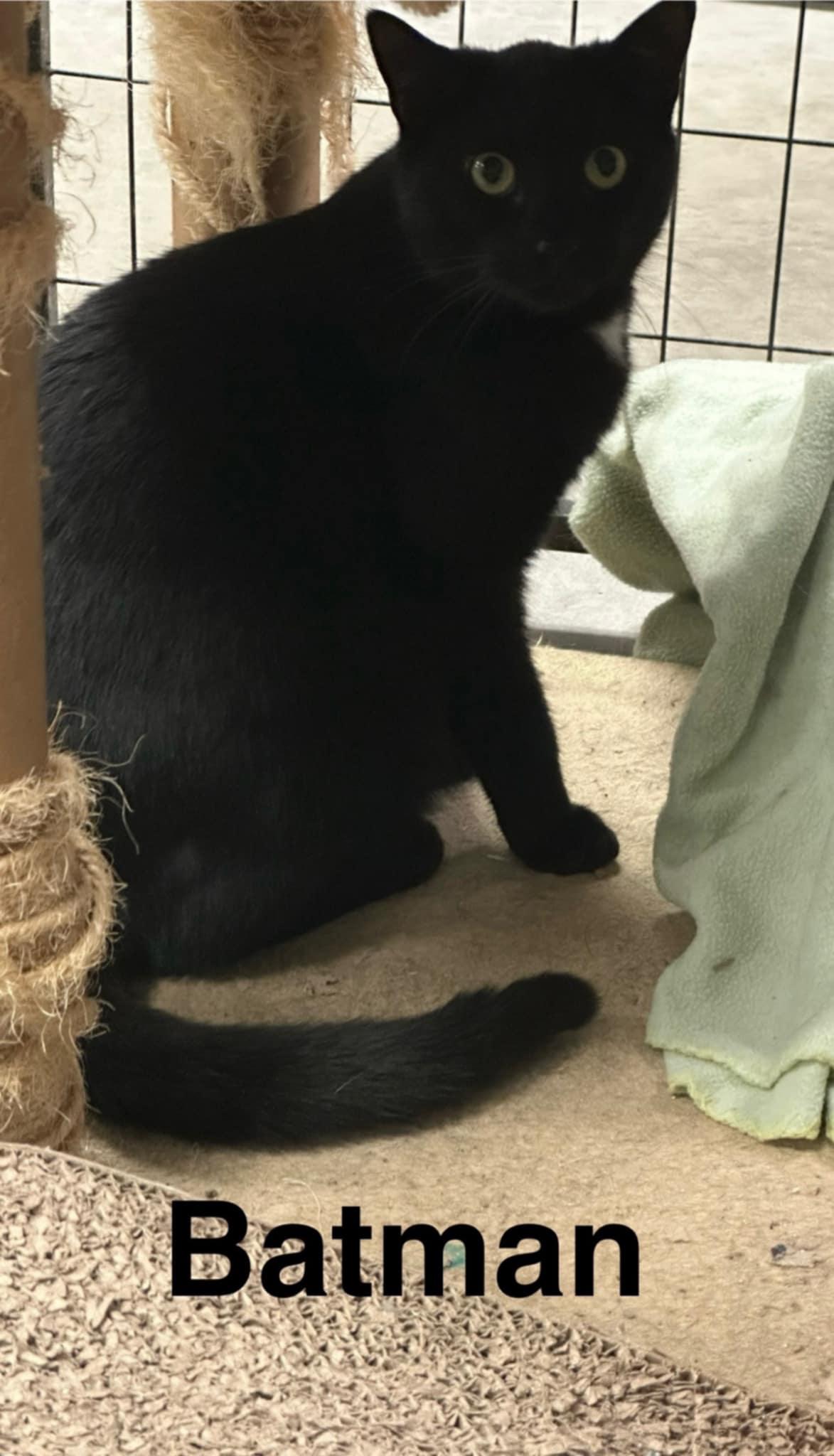 Batman, Adult Male unknown