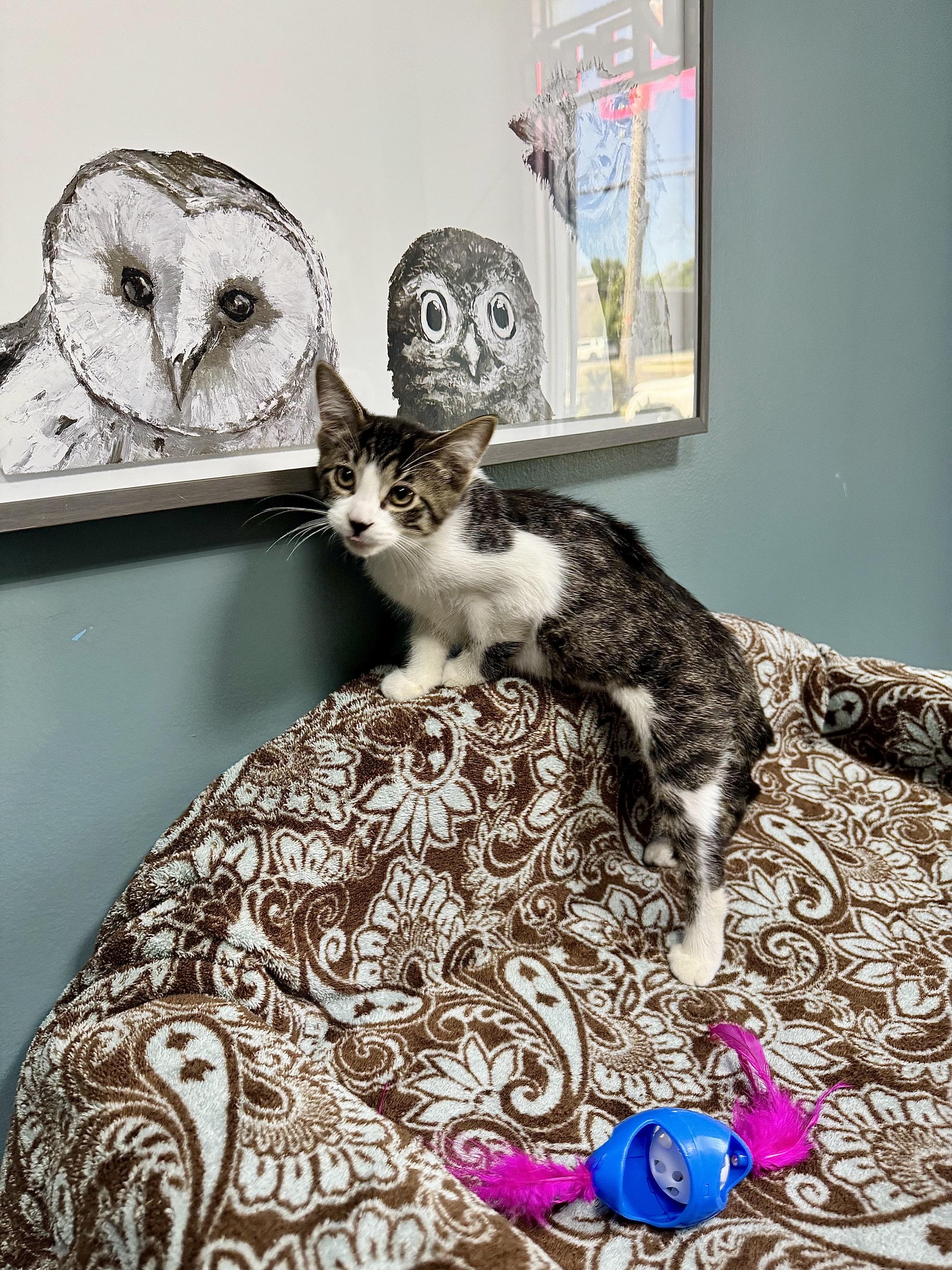 Enlarge Boo - 722, a Adoptable Domestic Short Hair in Sunset Hills, MO image 4/6