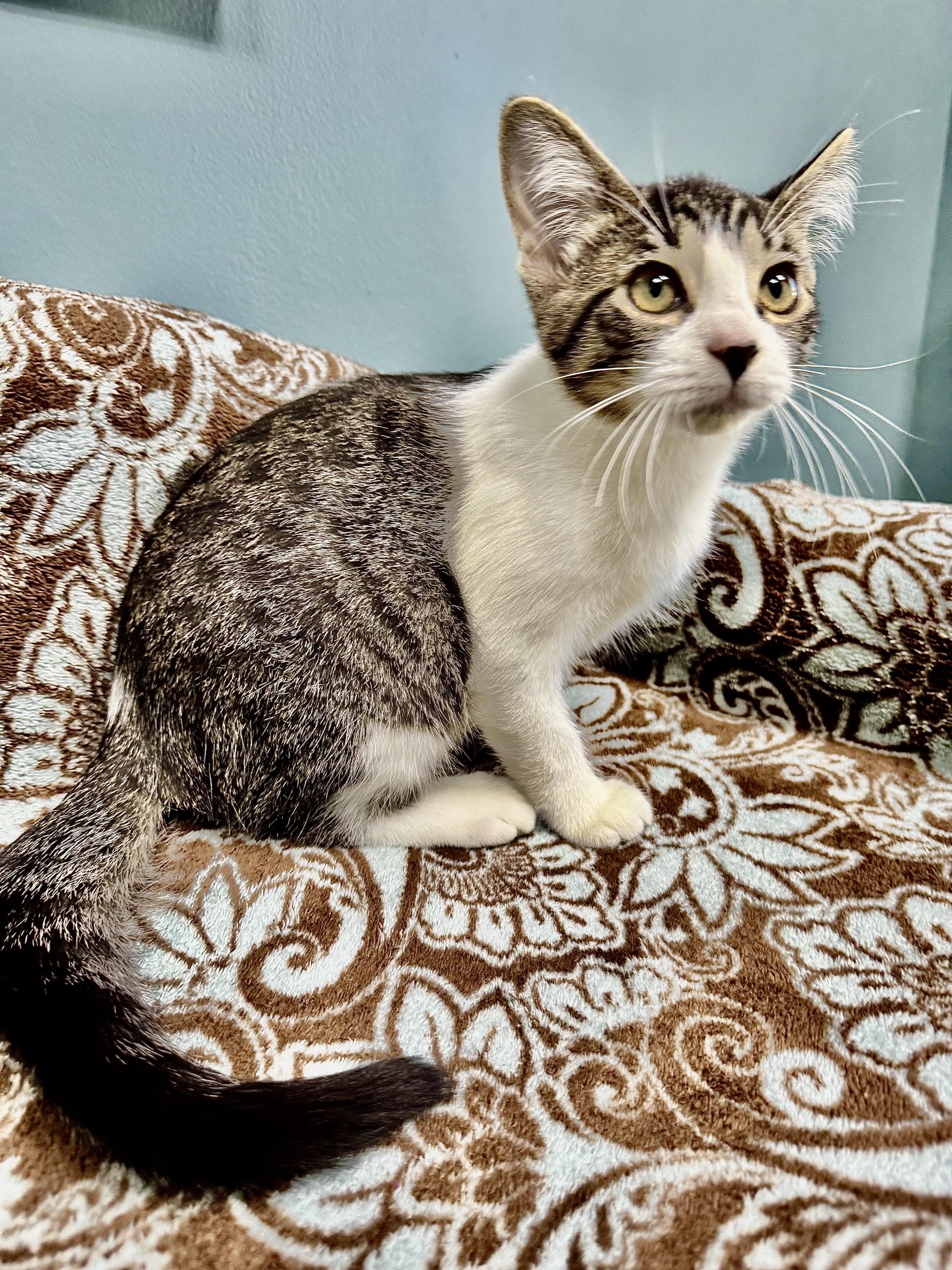 Enlarge Boo - 722, a Adoptable Domestic Short Hair in Sunset Hills, MO image 5/6