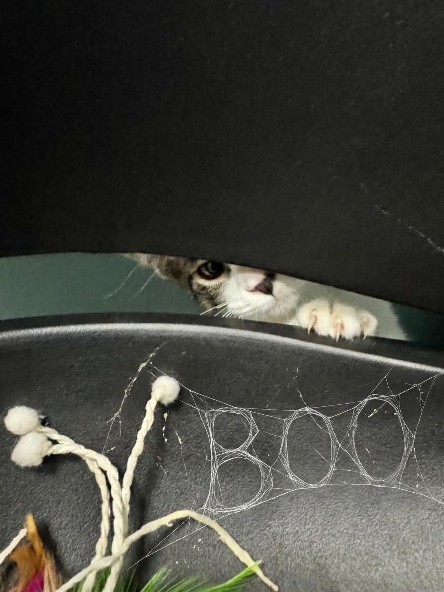 Enlarge Boo - 722, a Adoptable Domestic Short Hair in Sunset Hills, MO image 3/6