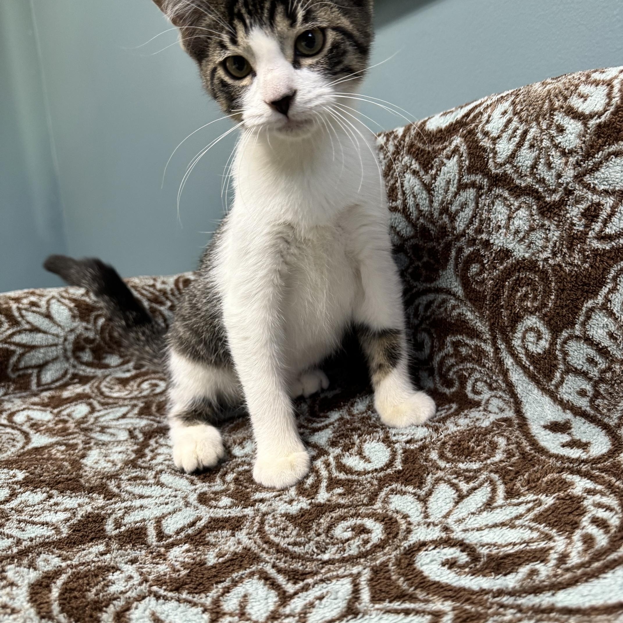 Enlarge Boo - 722, a Adoptable Domestic Short Hair in Sunset Hills, MO image 6/6