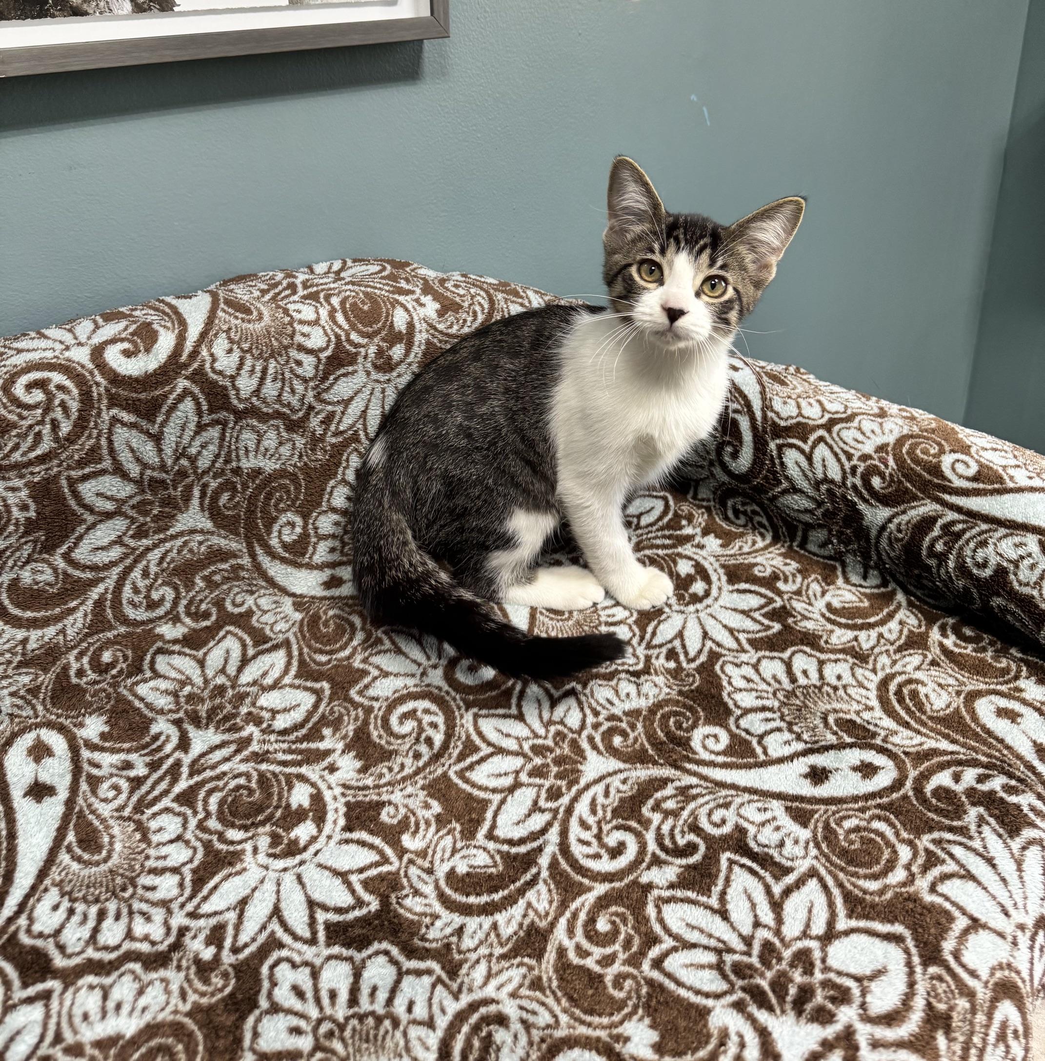 Enlarge Boo - 722, a Adoptable Domestic Short Hair in Sunset Hills, MO image 2/6