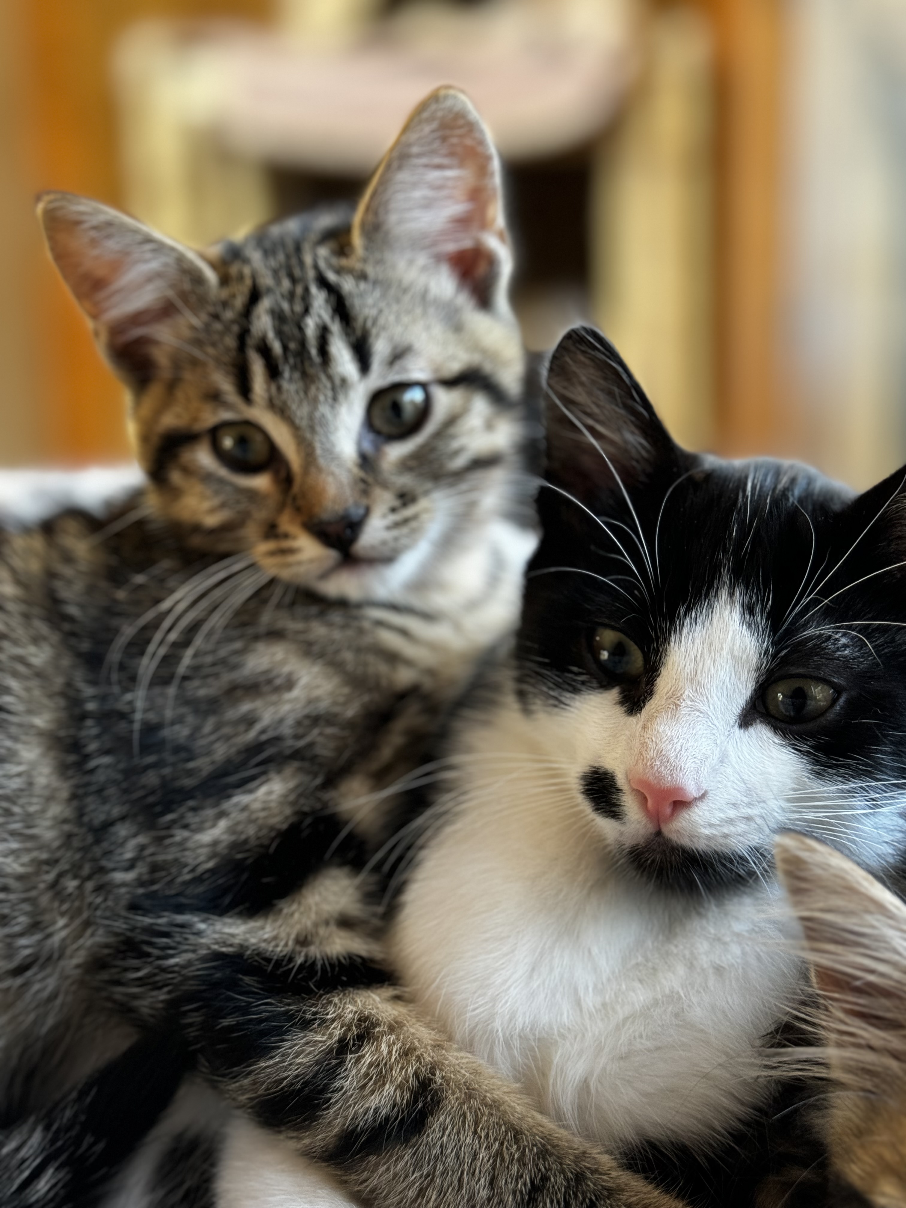 Enlarge Oreo Cookie Crumble, a Adopted Domestic Short Hair in Roberts Creek, BC image 1/6