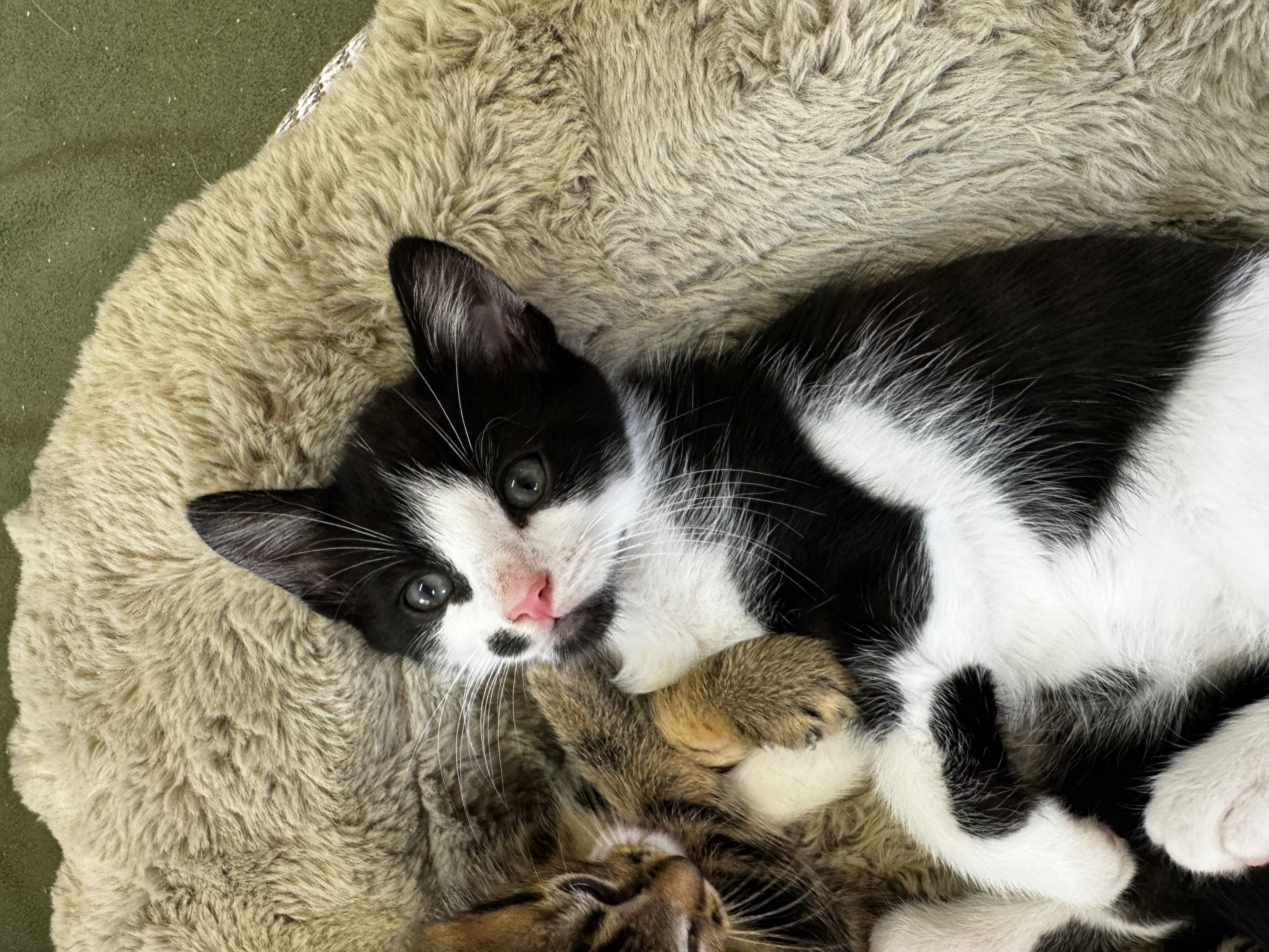 Enlarge Oreo Cookie Crumble, a Adopted Domestic Short Hair in Roberts Creek, BC image 2/6