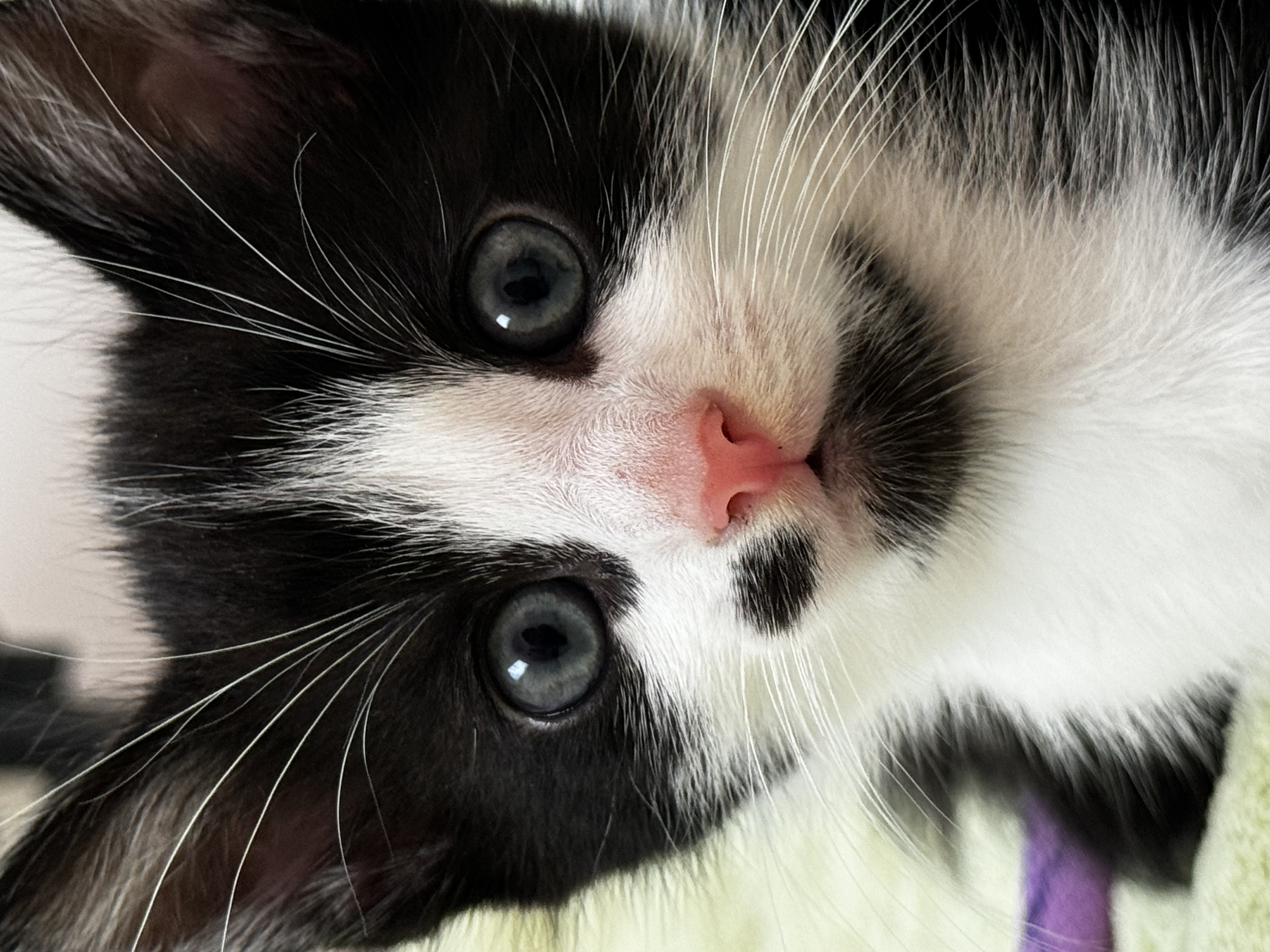 Enlarge Oreo Cookie Crumble, a Adopted Domestic Short Hair in Roberts Creek, BC image 3/6