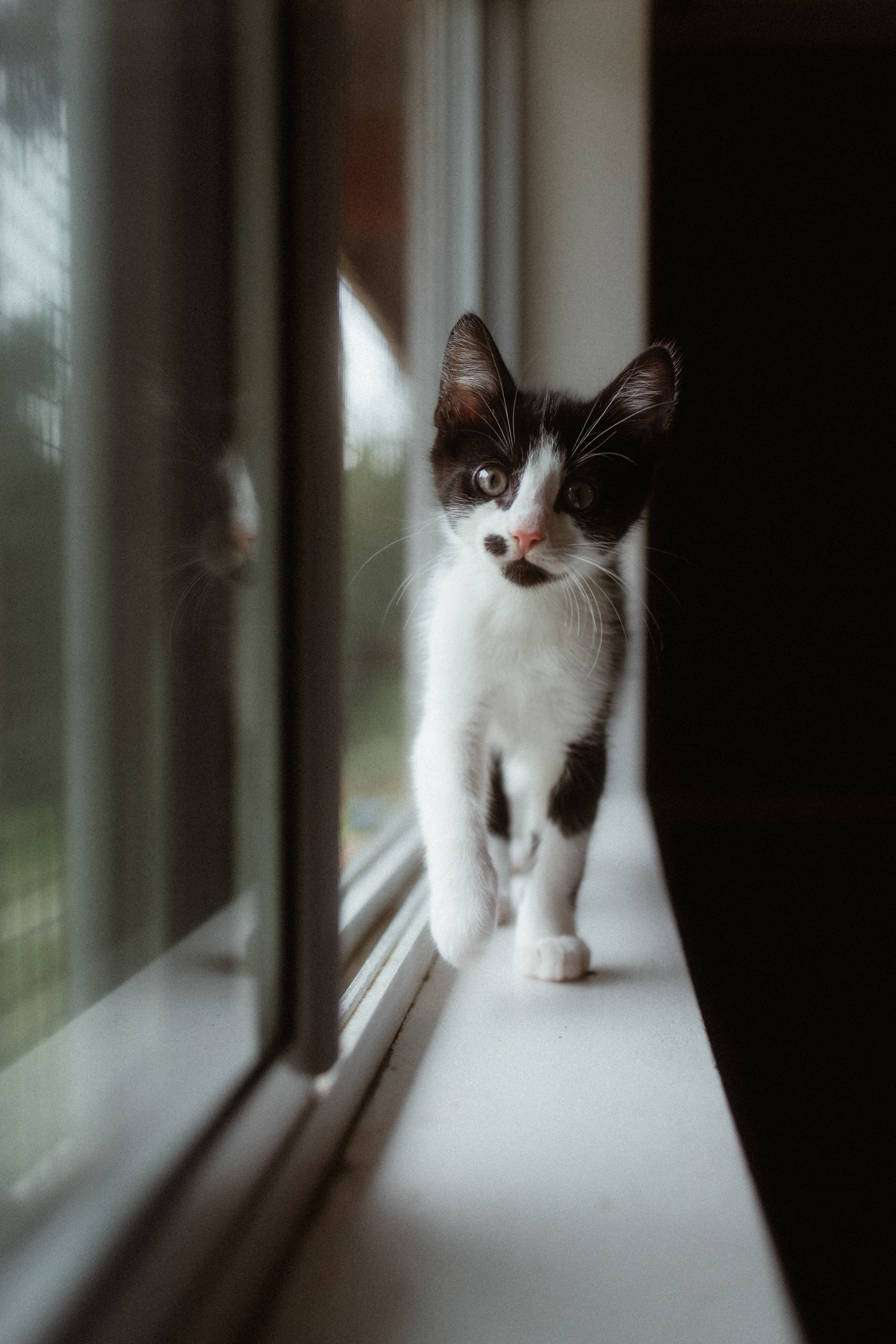 Enlarge Oreo Cookie Crumble, a Adopted Domestic Short Hair in Roberts Creek, BC image 4/6