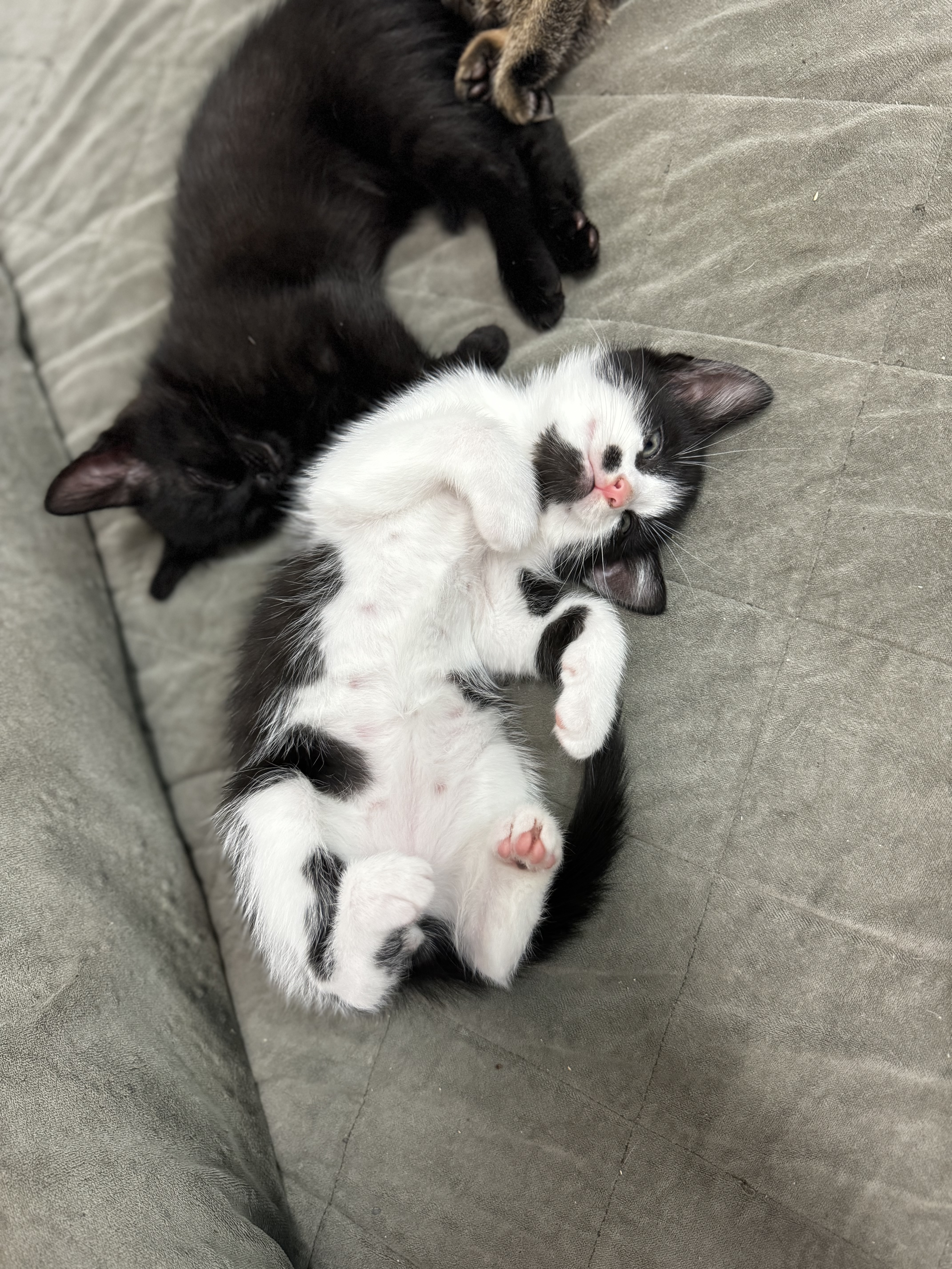 Enlarge Oreo Cookie Crumble, a Adopted Domestic Short Hair in Roberts Creek, BC image 5/6