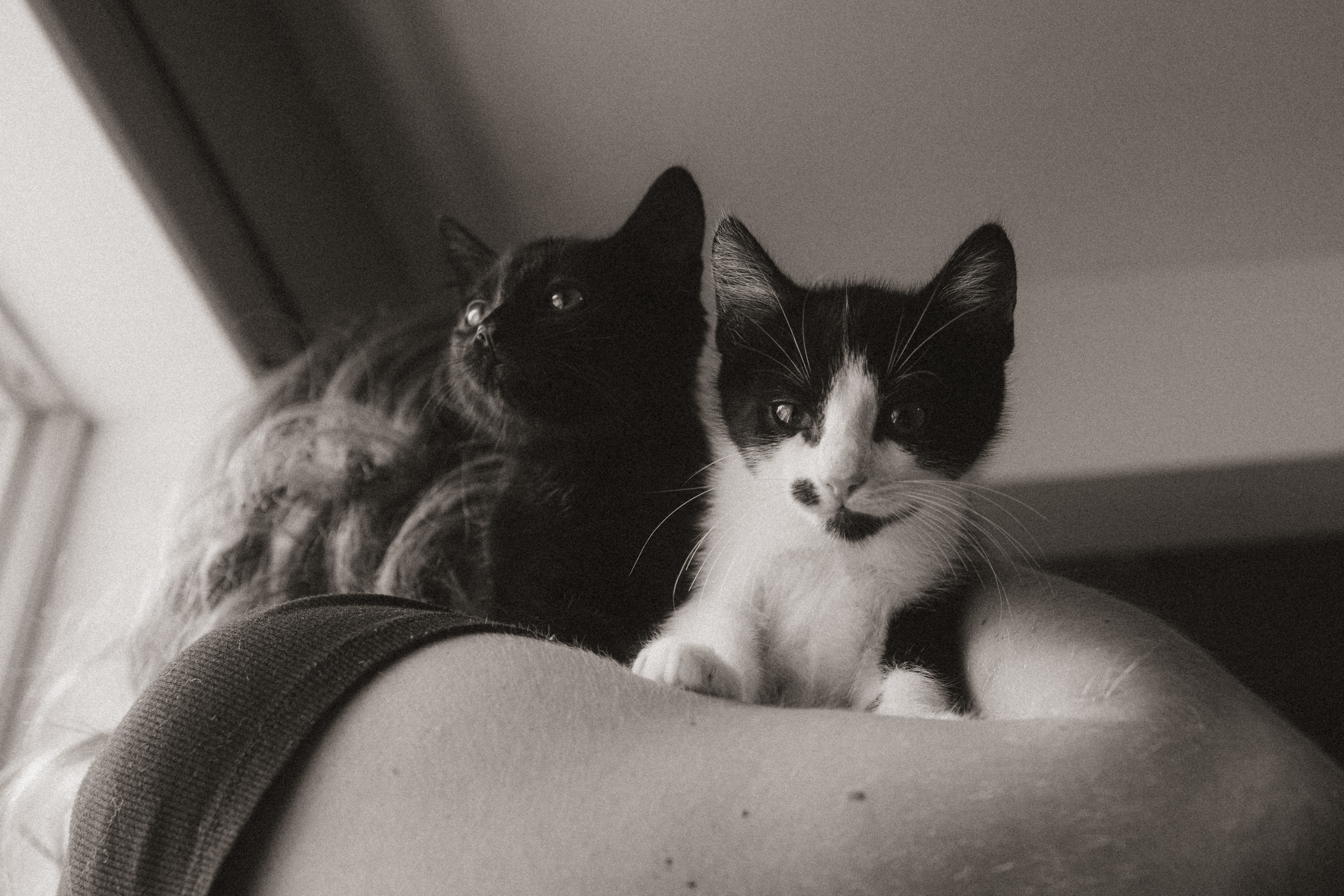 Enlarge Oreo Cookie Crumble, a Adopted Domestic Short Hair in Roberts Creek, BC image 6/6