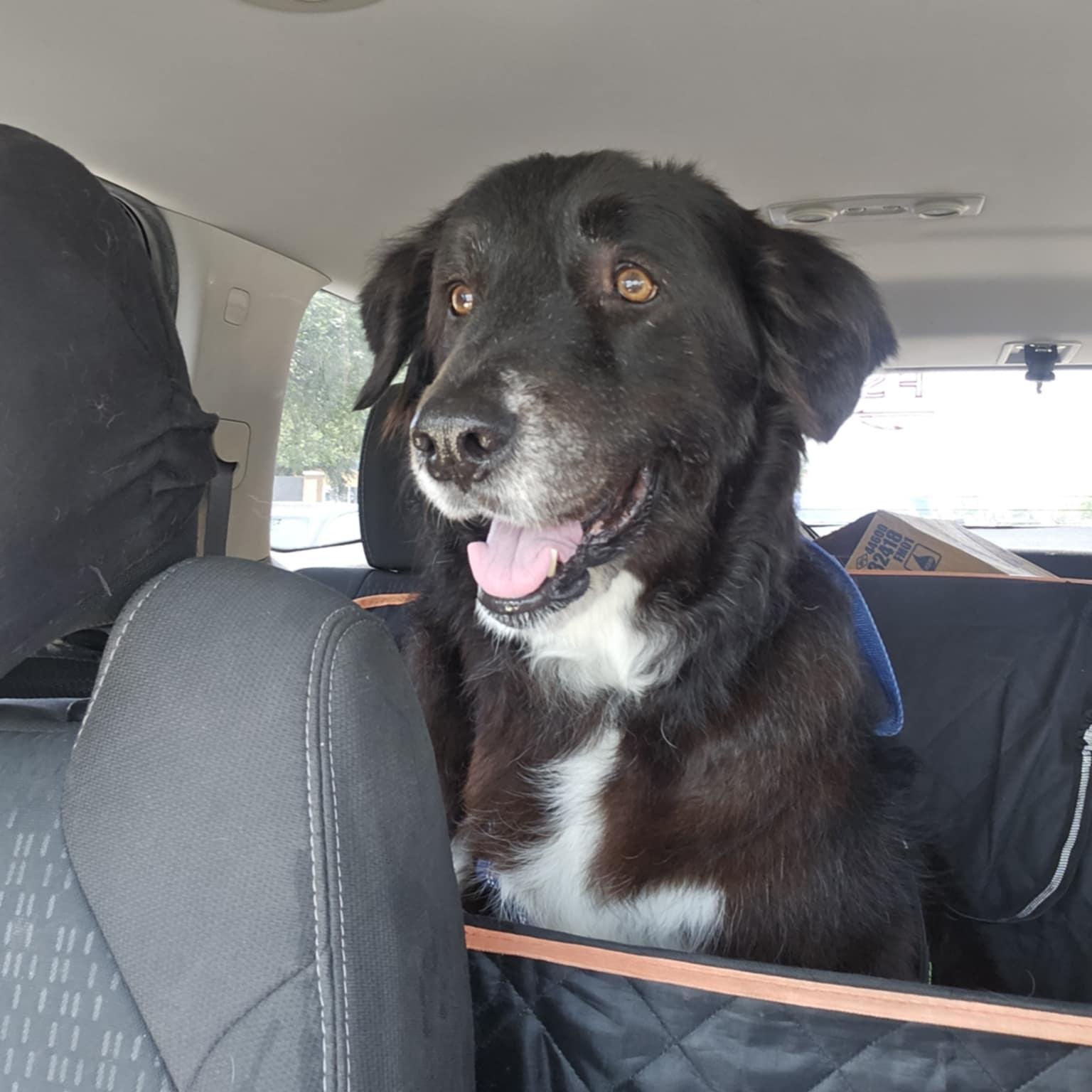 Gypsy II — thumbnail 2