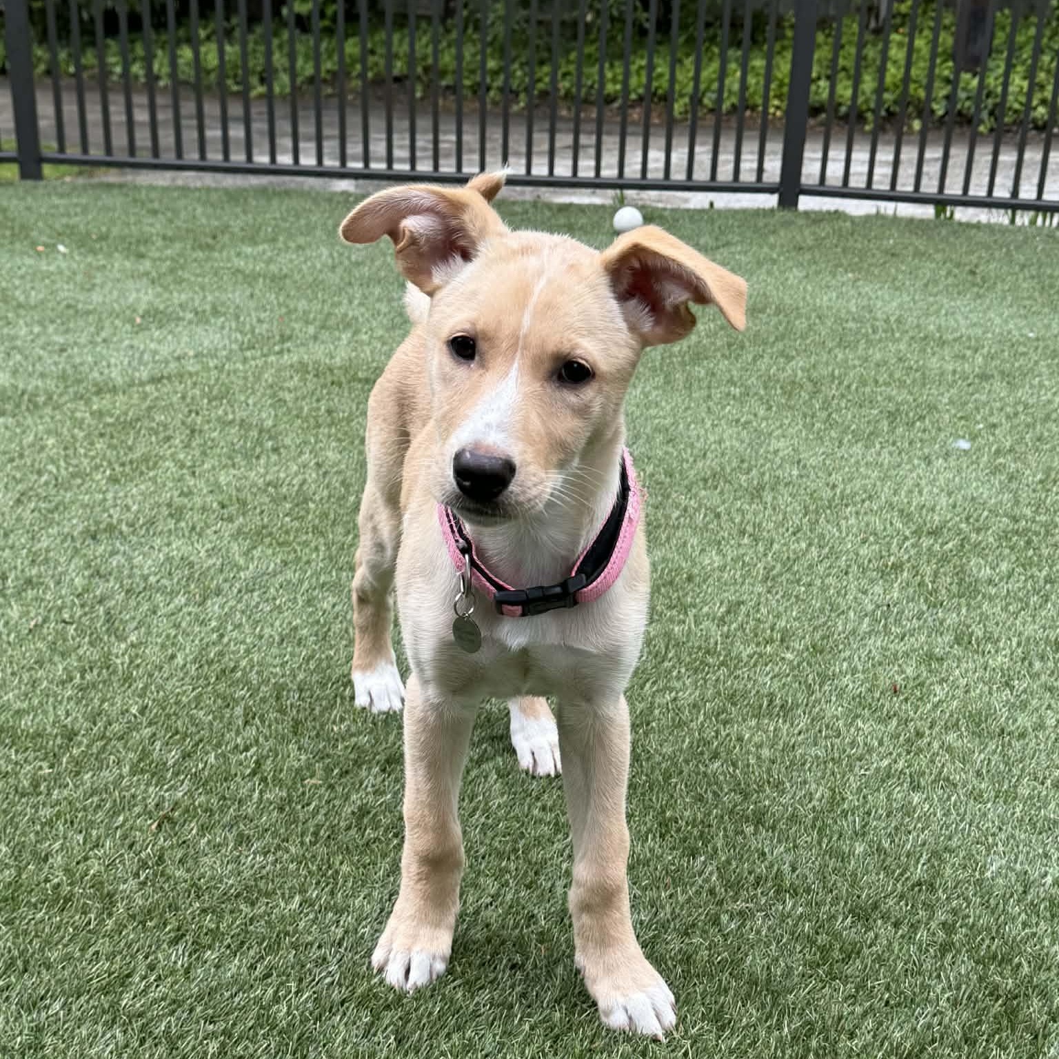 Lyric, a ADOPTABLE mixed breed in Hatfield, PA image 4/5
