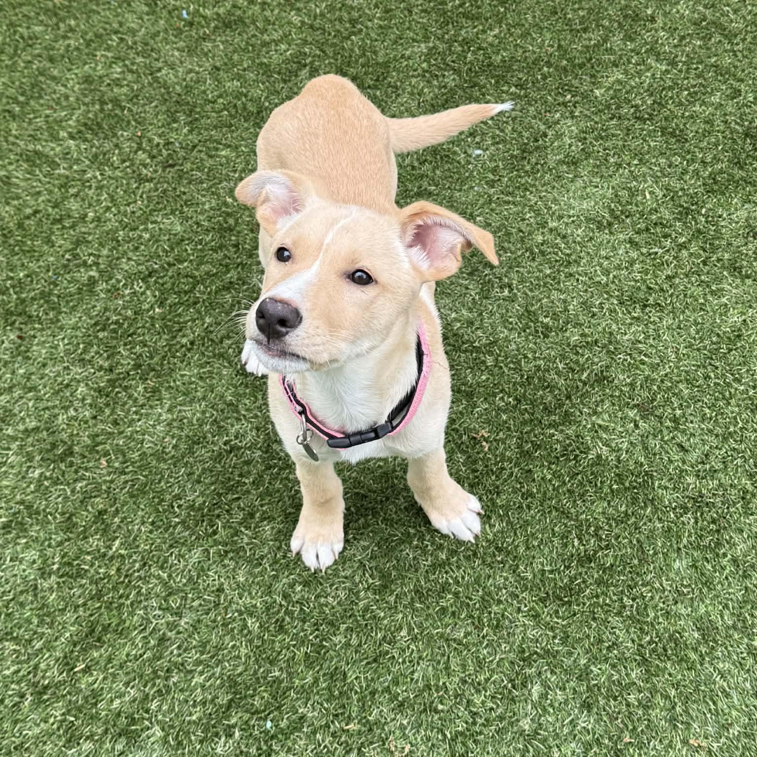 Lyric, a ADOPTABLE mixed breed in Hatfield, PA image 2/5