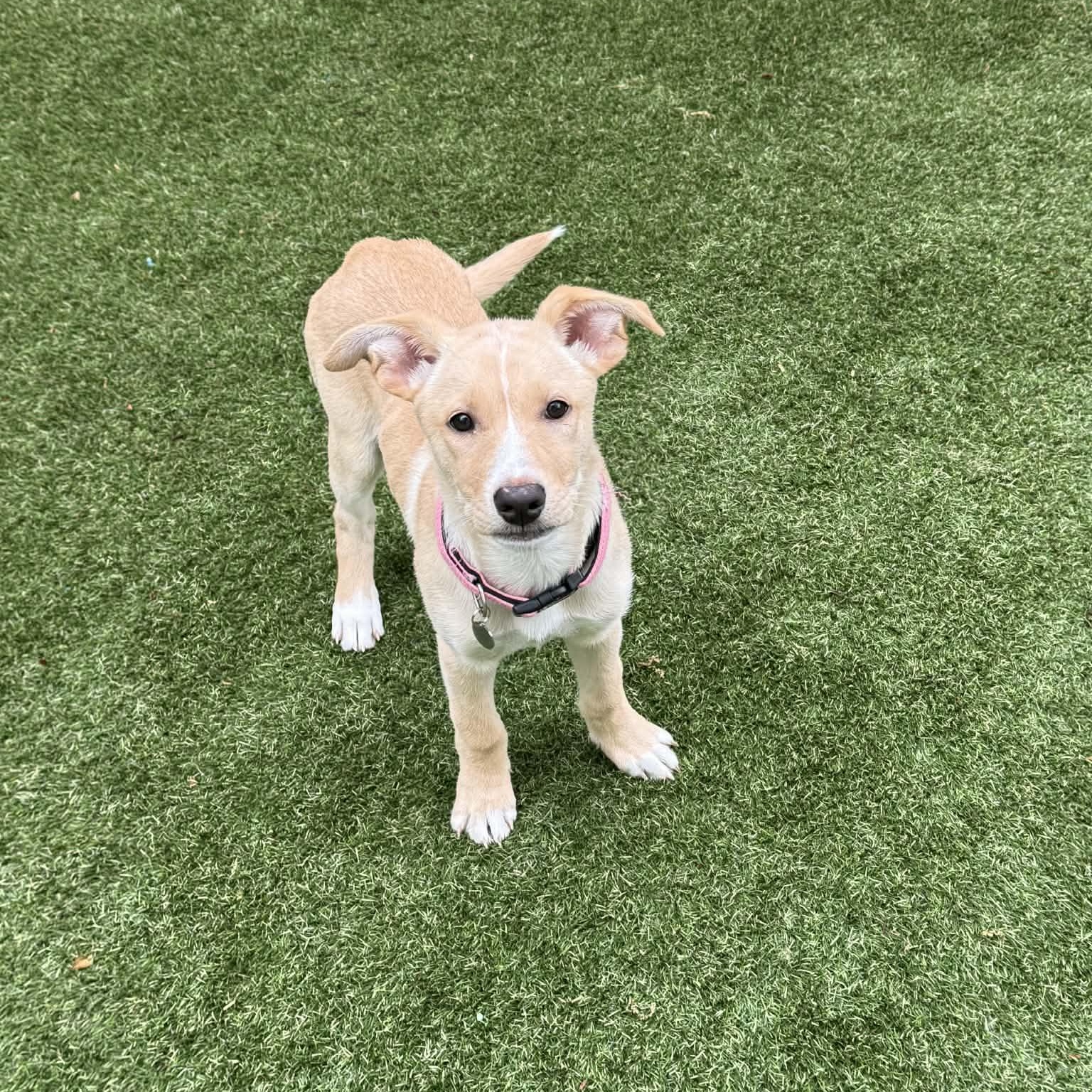 Lyric, a ADOPTABLE mixed breed in Hatfield, PA image 5/5