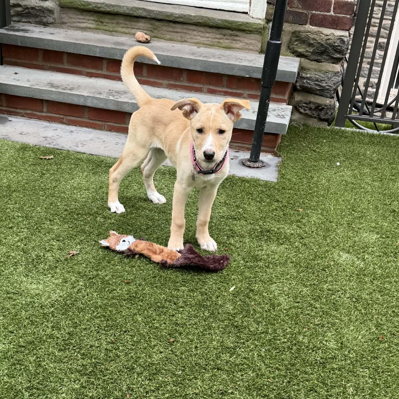 Lyric, a ADOPTABLE mixed breed in Hatfield, PA image 3/5