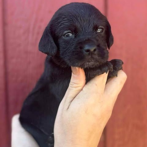 Enlarge Neo, an adopted mixed breed in Houston, TX image 4/4