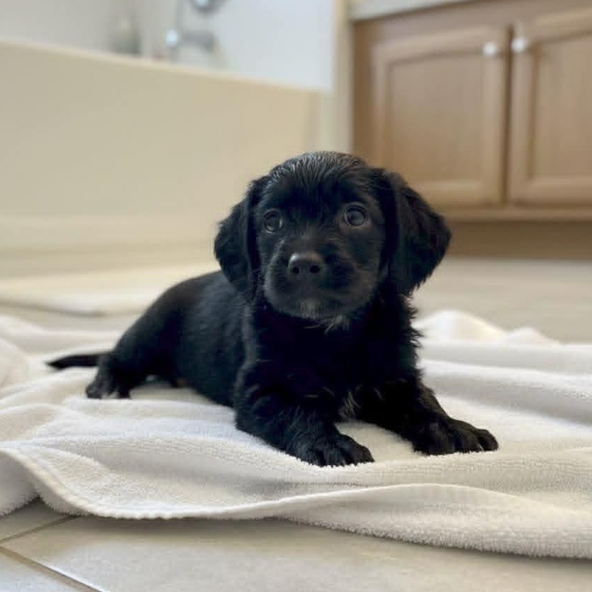 Enlarge Neo, an adopted mixed breed in Houston, TX image 2/4