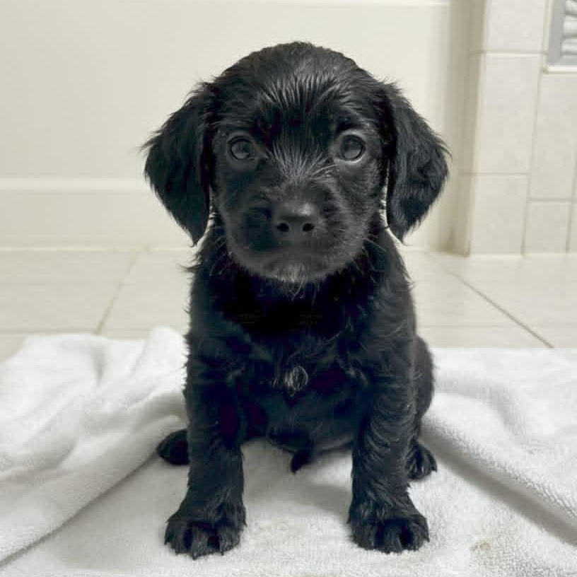Neo, adopted, Puppy Male Beagle.