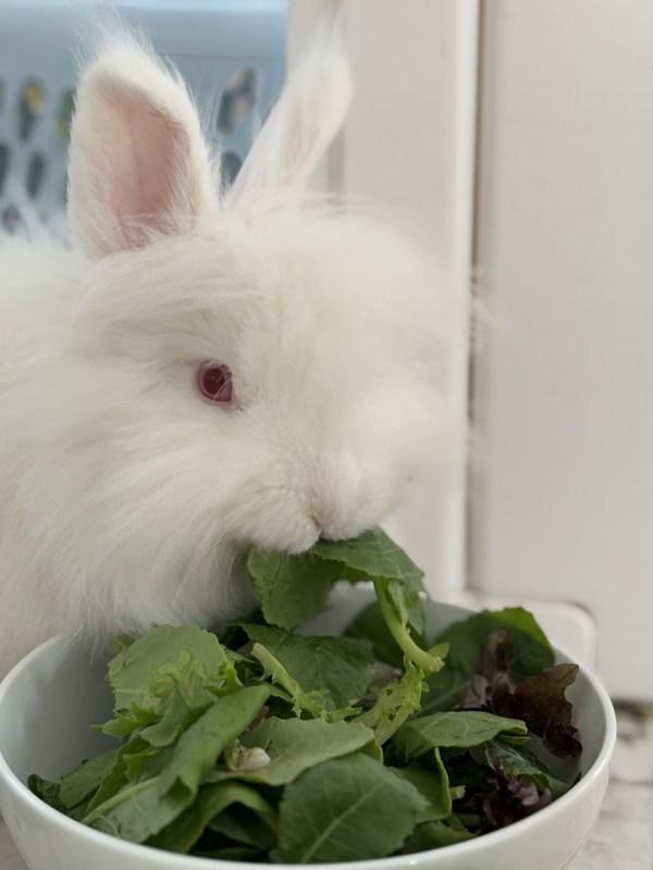 Enlarge Bunnicula, a Adoptable mixed breed in Silverdale, WA image 1/5