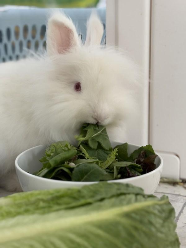 Enlarge Bunnicula, a Adoptable mixed breed in Silverdale, WA image 3/5