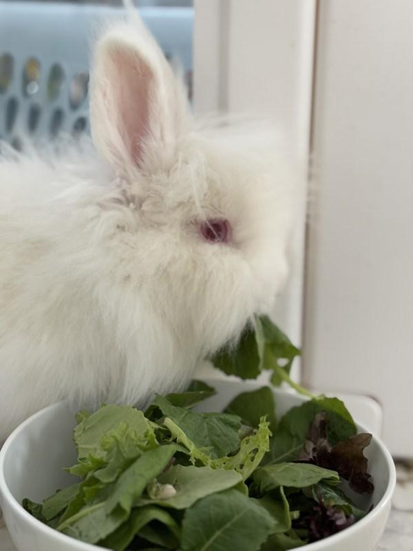 Enlarge Bunnicula, a Adoptable mixed breed in Silverdale, WA image 4/5