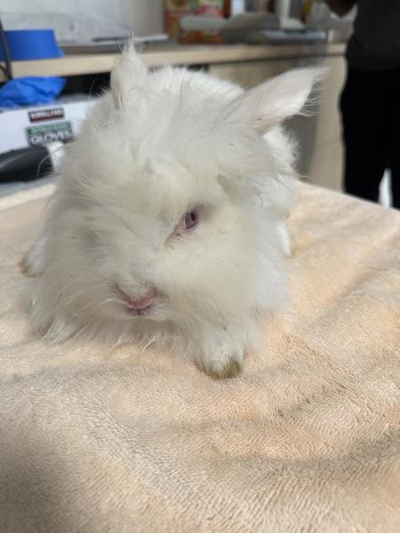 Enlarge Bunnicula, a Adoptable mixed breed in Silverdale, WA image 5/5
