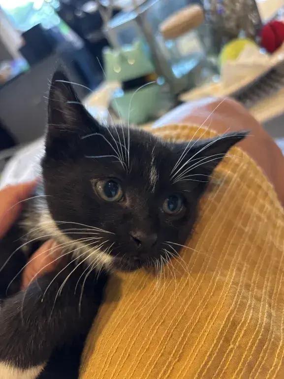 Romulus, a Adoptable Domestic Short Hair in Grand Rapids, MI image 2/5