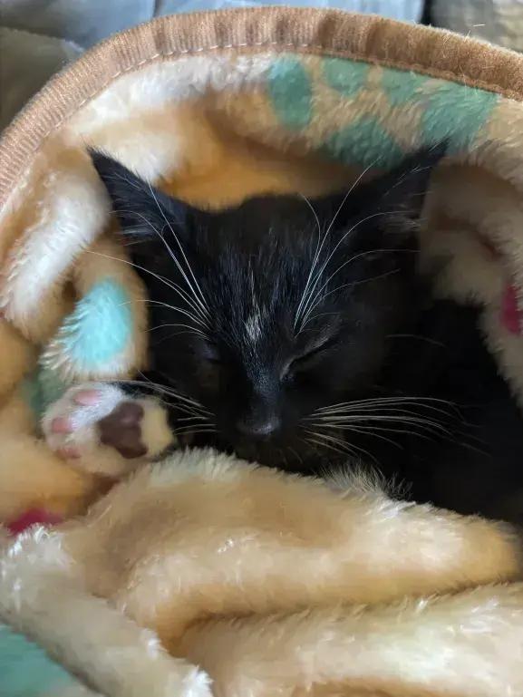 Romulus, a Adoptable Domestic Short Hair in Grand Rapids, MI image 4/5