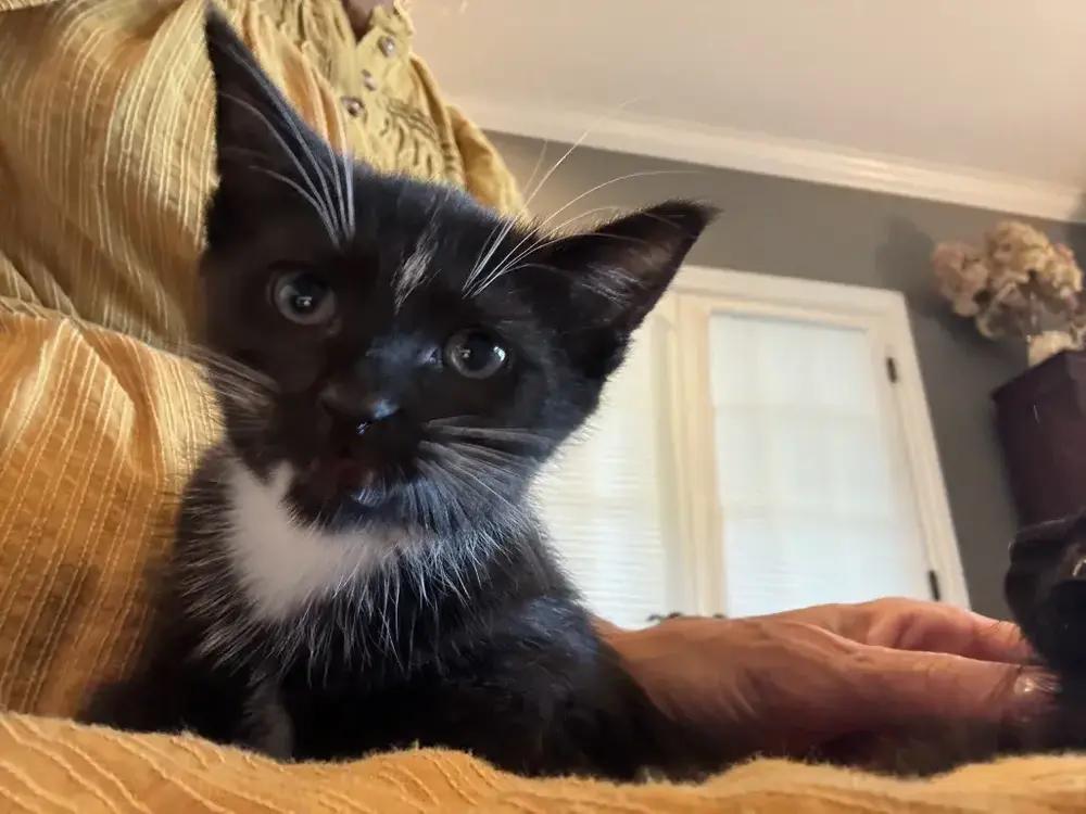 Romulus, a Adoptable Domestic Short Hair in Grand Rapids, MI image 5/5