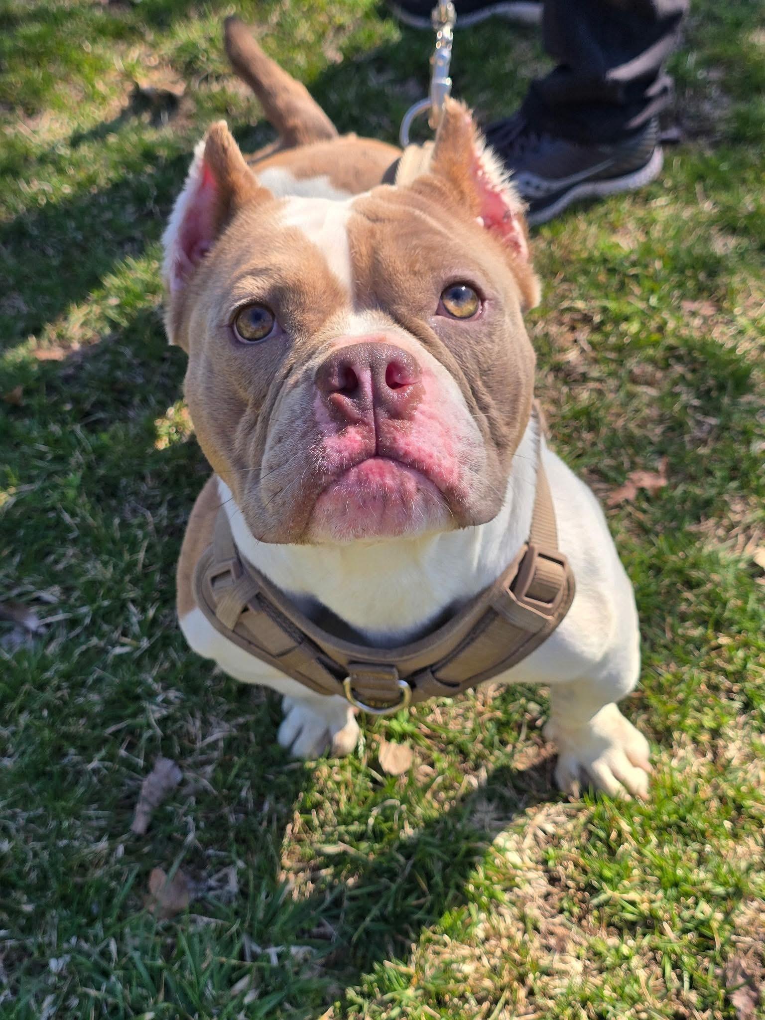 Enlarge Wednesday, a ADOPTABLE mixed breed in Edison, NJ image 1/1