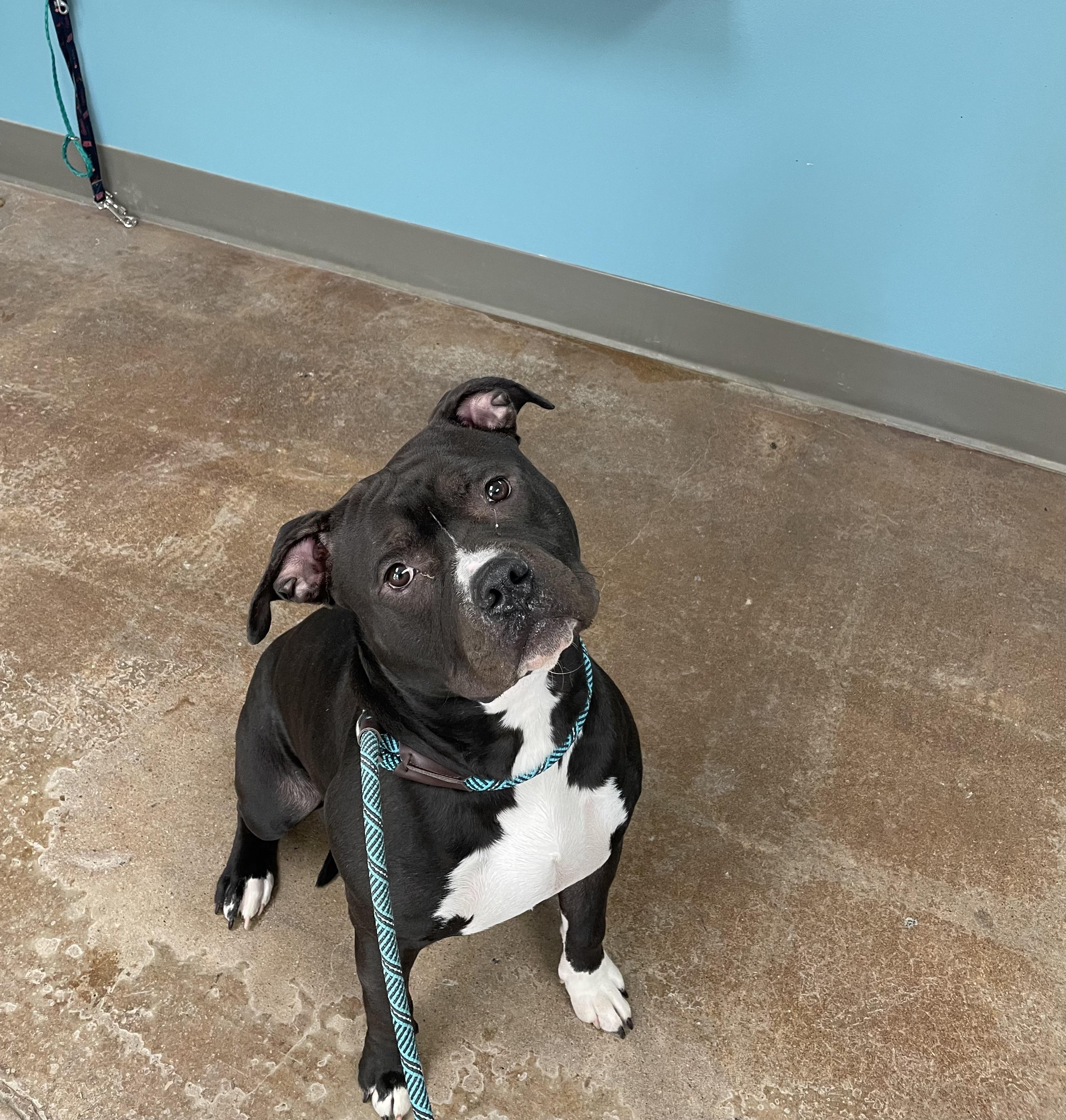 Enlarge Sherman, a ADOPTABLE mixed breed in Gladstone, MO image 1/1