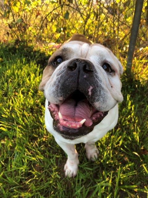 Gus, Adoptable, Senior Male English Bulldog.