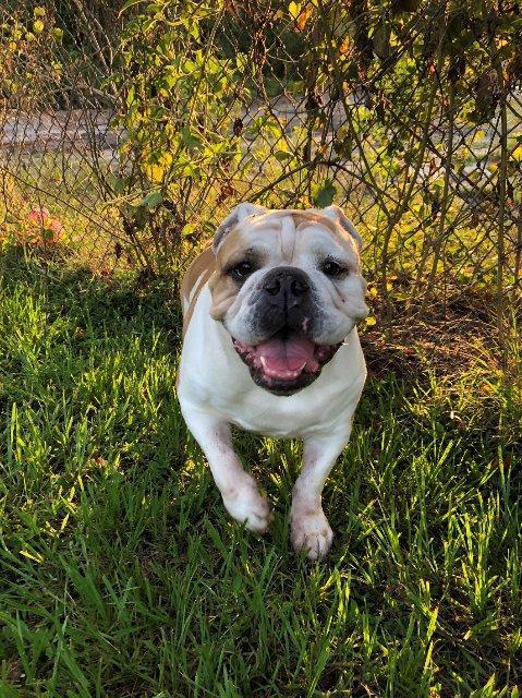 Enlarge Gus, a Adoptable English Bulldog in Fort Pierce, FL image 1/3