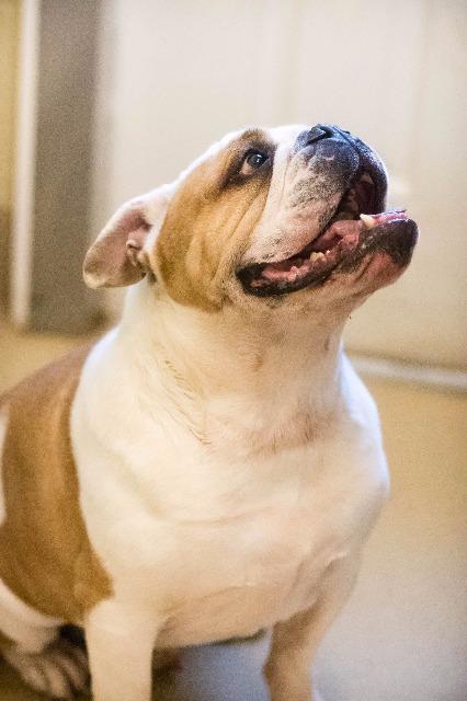 Enlarge Gus, a Adoptable English Bulldog in Fort Pierce, FL image 2/3