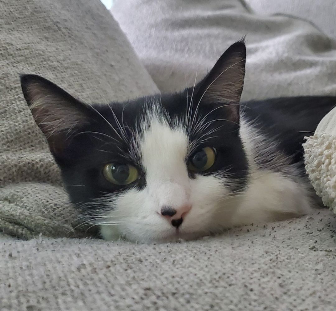 Phoebe Ann, Adoptable, Adult Female Domestic Short Hair.