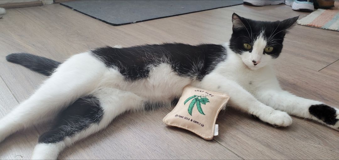 Enlarge Phoebe Ann, a Adoptable Domestic Short Hair in Houston, TX image 2/3