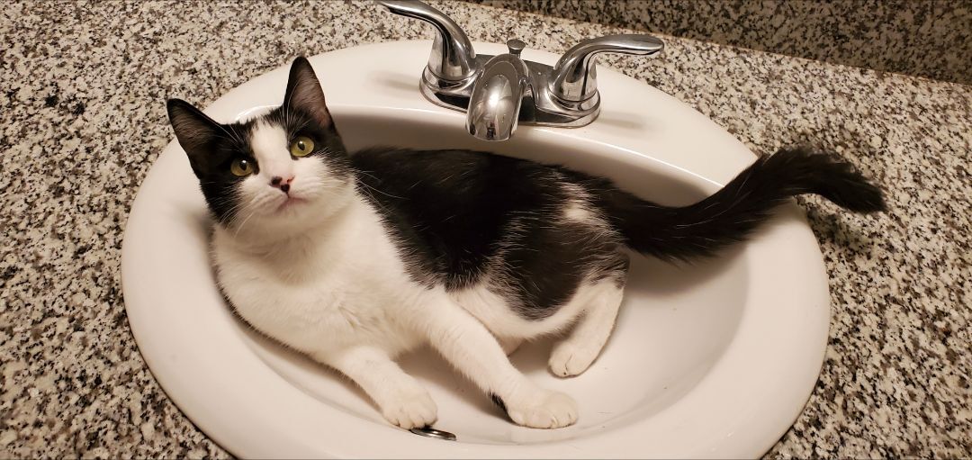 Enlarge Phoebe Ann, a Adoptable Domestic Short Hair in Houston, TX image 3/3