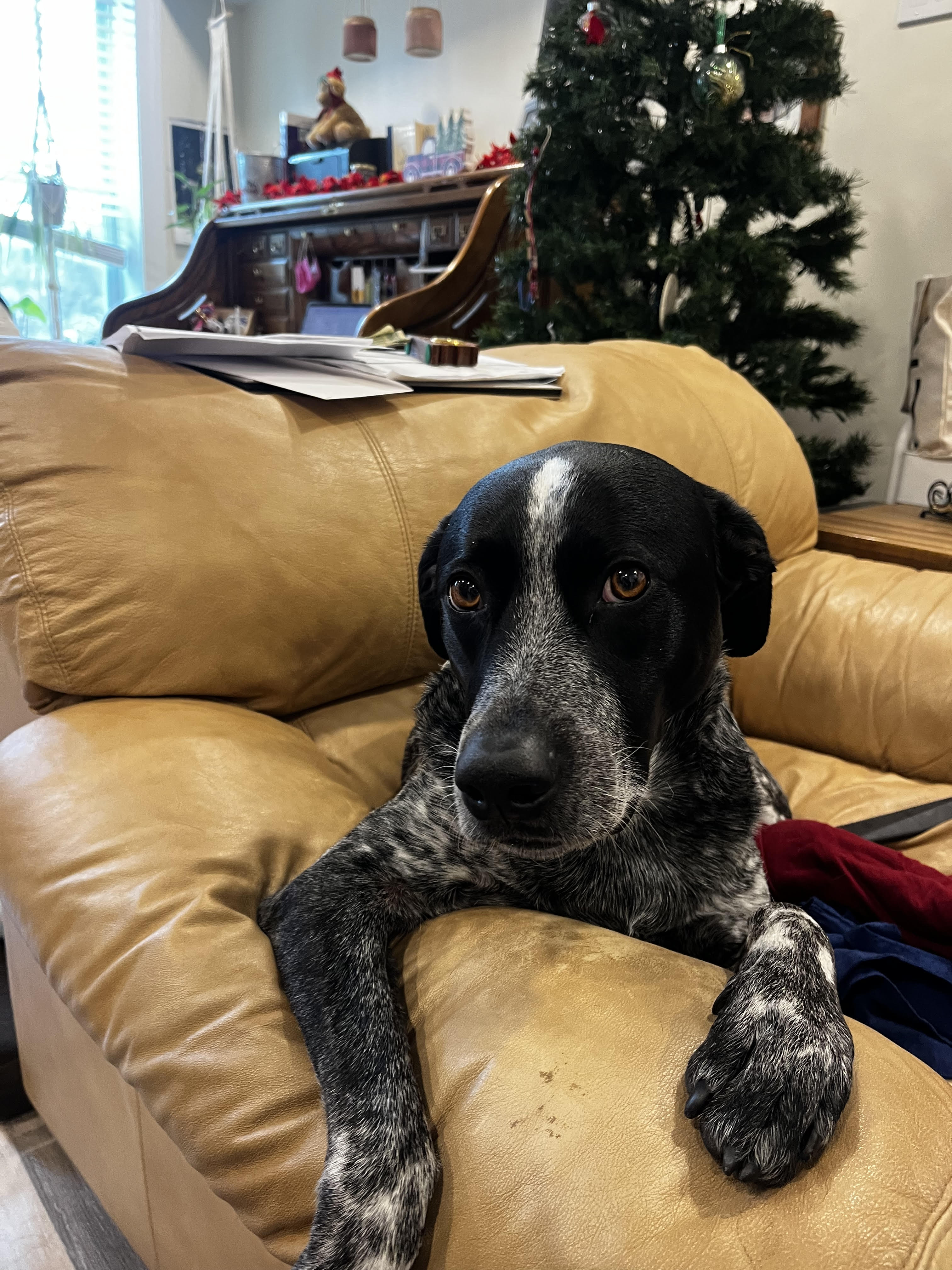 Ollie, Adopted, Adult Male Australian Cattle Dog / Blue Heeler.