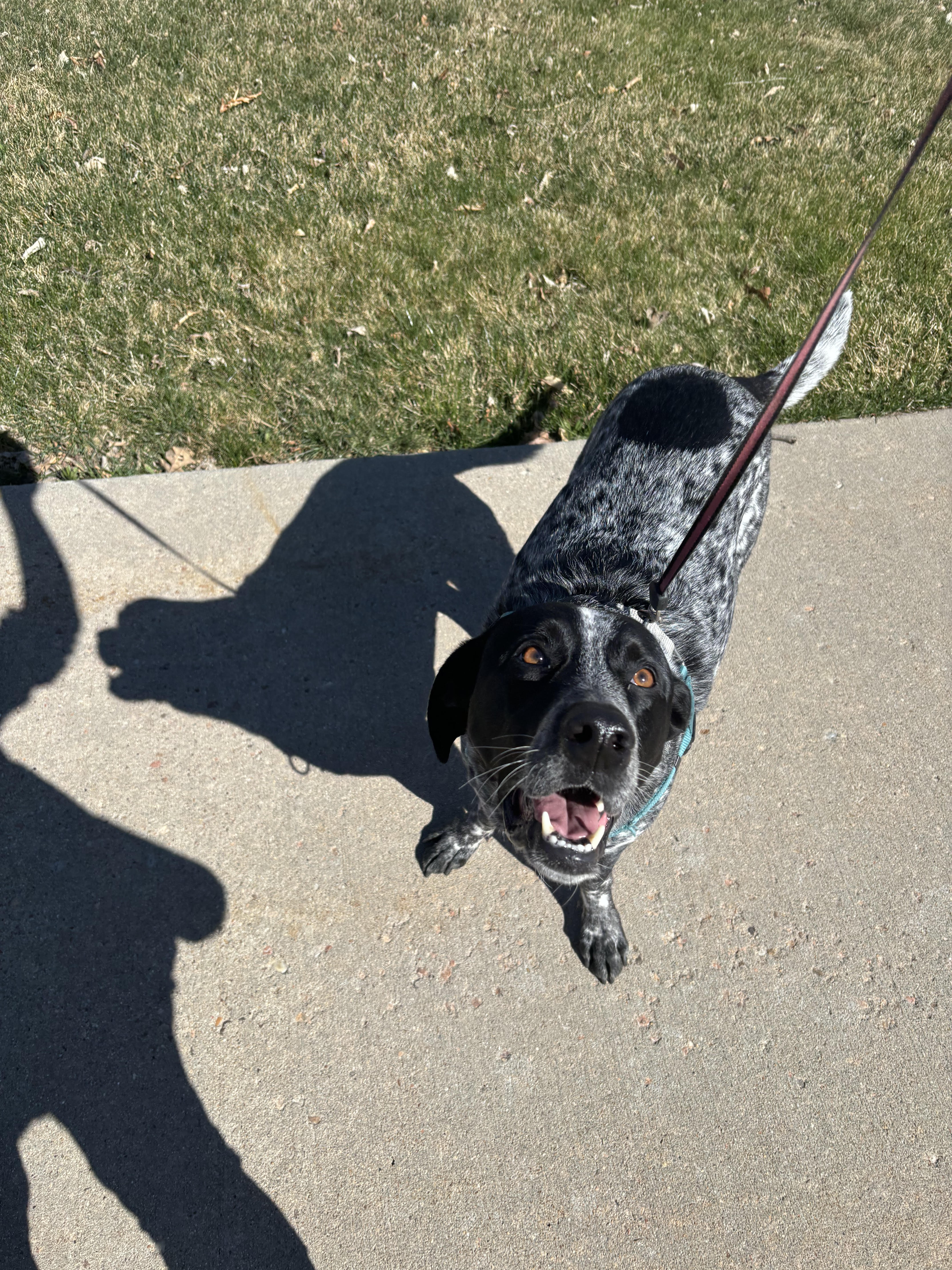 Enlarge Ollie, a Adopted Australian Cattle Dog / Blue Heeler in Canton, MA image 2/2