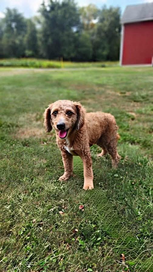 TEDDY, an adoptable Goldendoodle in Schnecksville, PA, 18078 | Photo Image 3