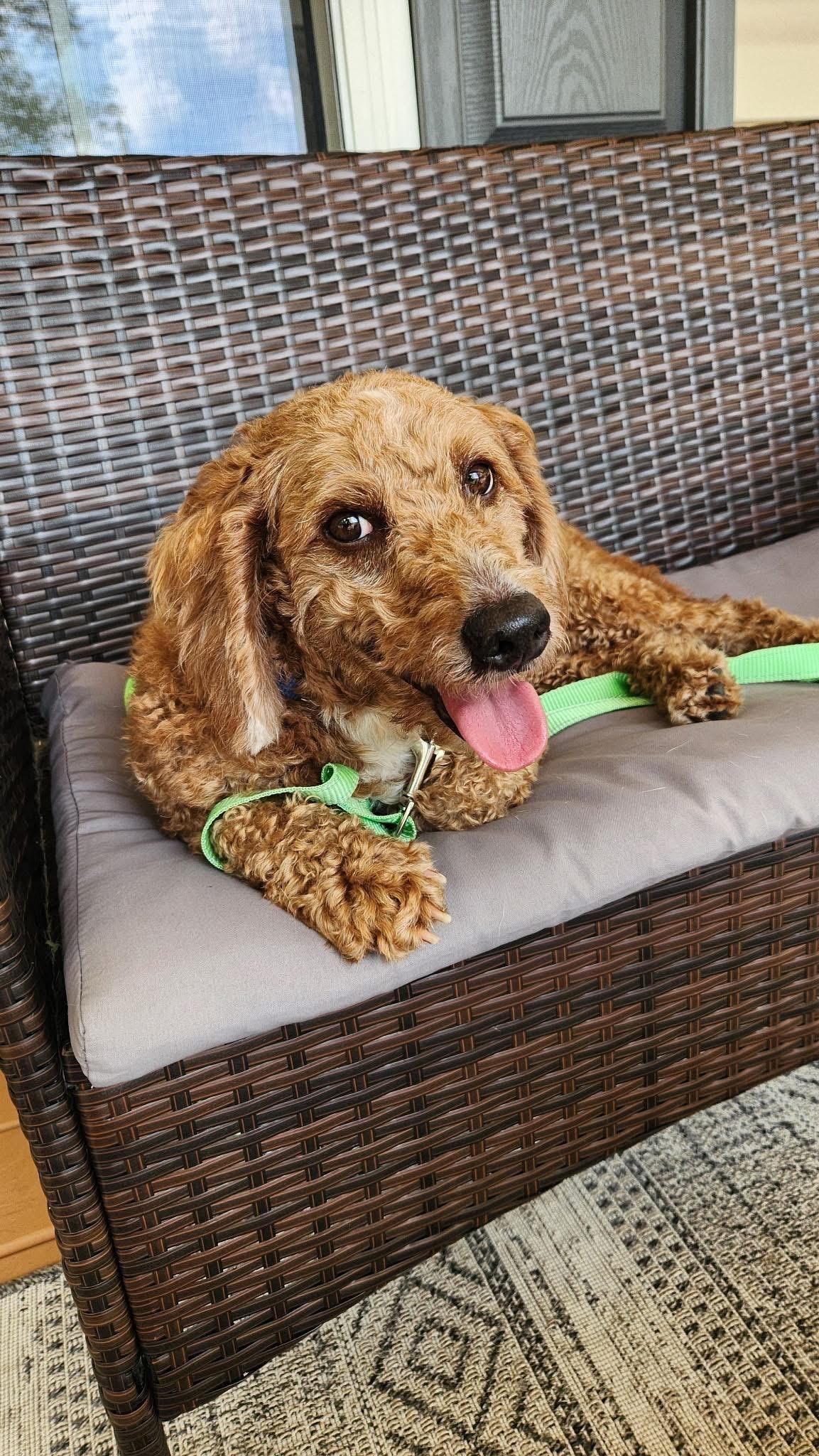 TEDDY, an adoptable Goldendoodle in Schnecksville, PA, 18078 | Photo Image 4