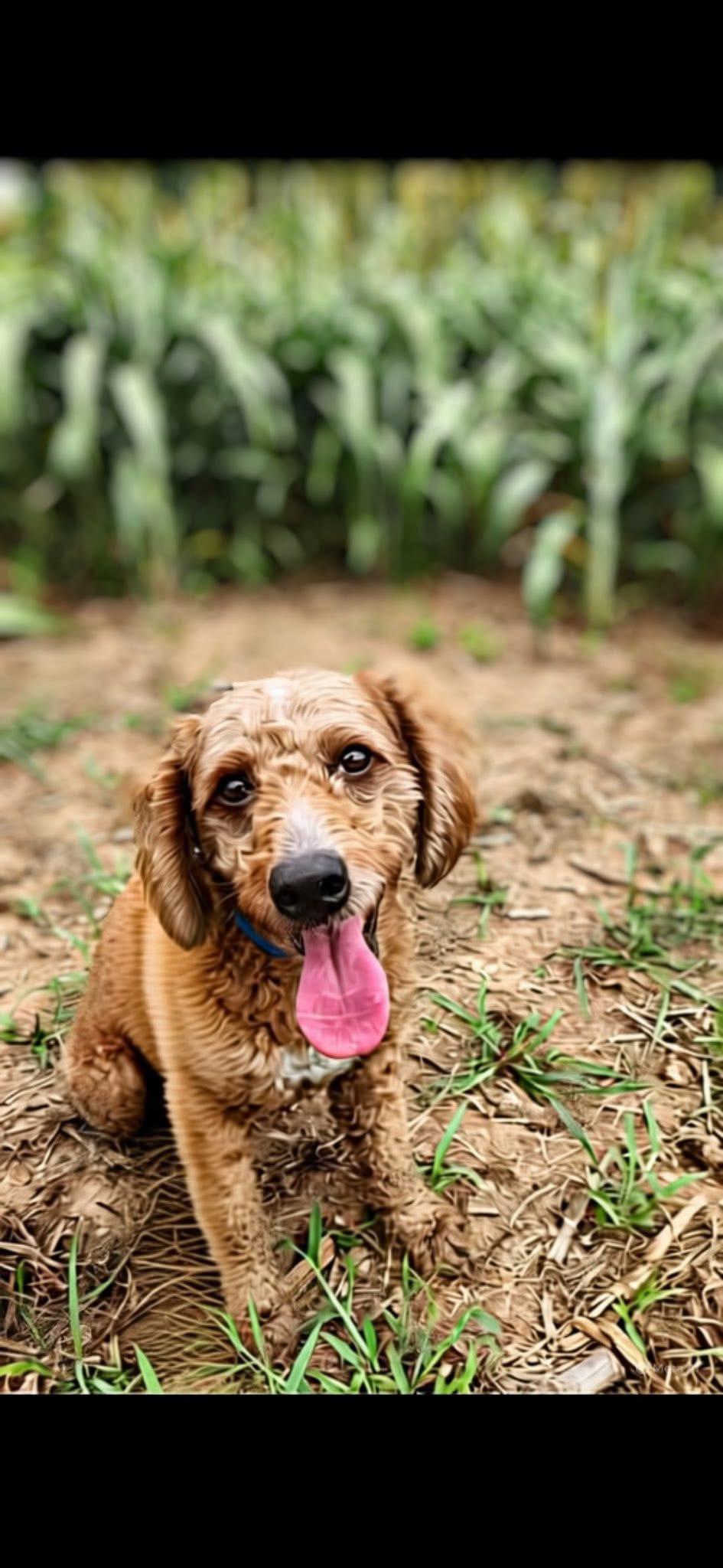 TEDDY, an adoptable Goldendoodle in Schnecksville, PA, 18078 | Photo Image 2