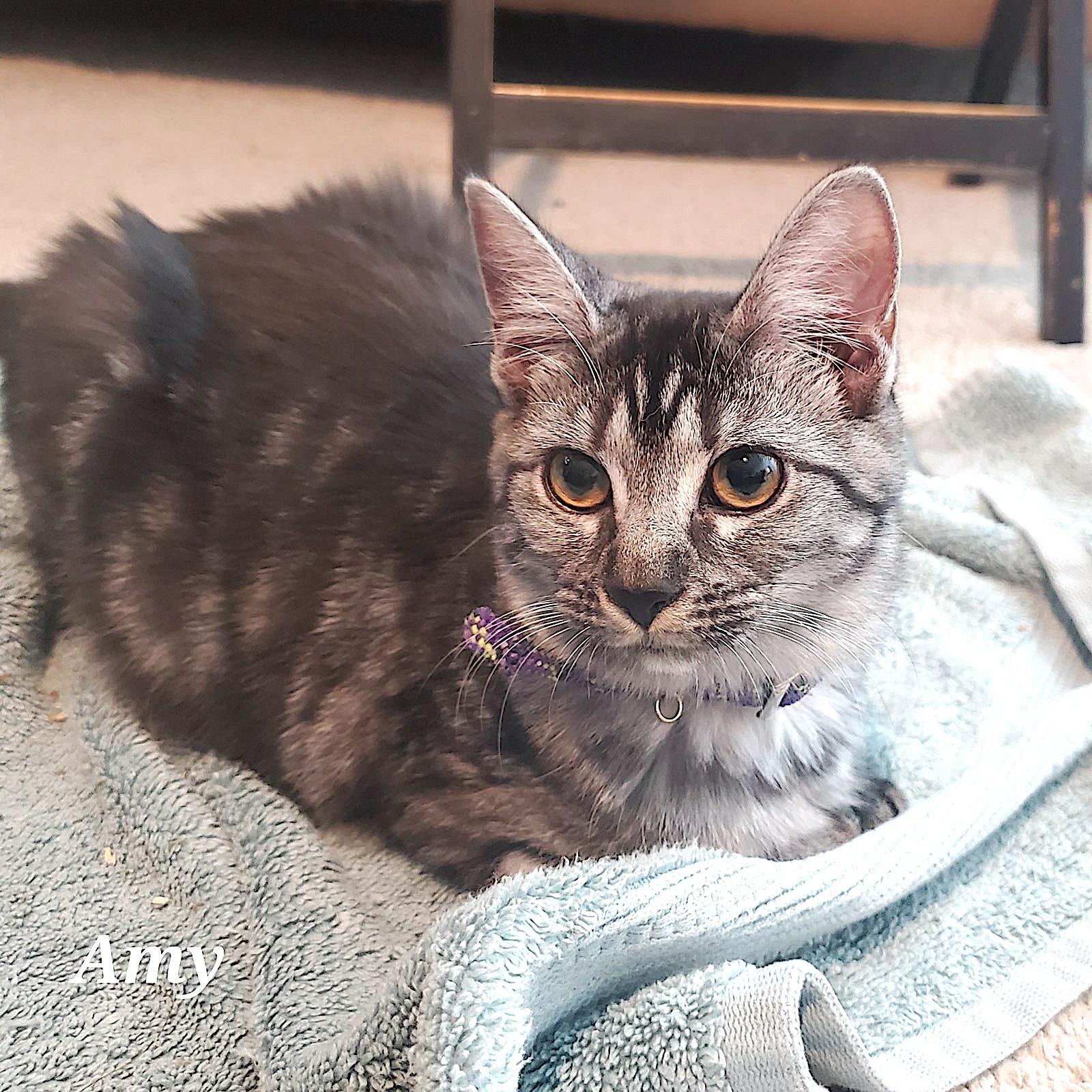 Amy, Adoptable, Young Female Domestic Short Hair.