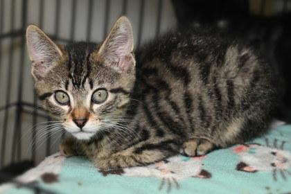 Junior, Adoptable, Young Male Domestic Short Hair & Domestic Short Hair.