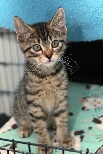 Junior, a Adoptable mixed breed in Baton Rouge, LA image 2/2