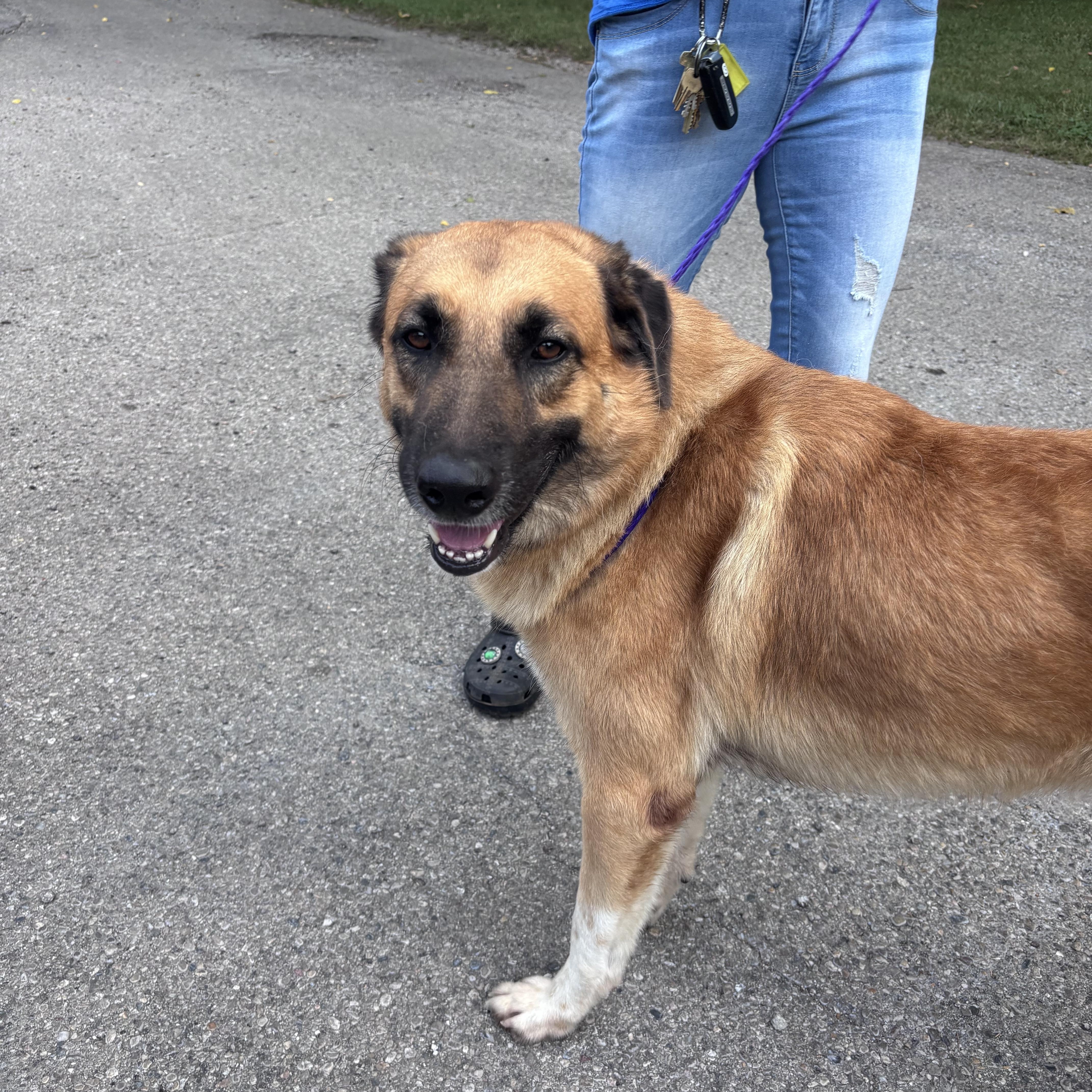 Enlarge Arnold, a Adoptable German Shepherd Dog in New Castle, IN image 1/1