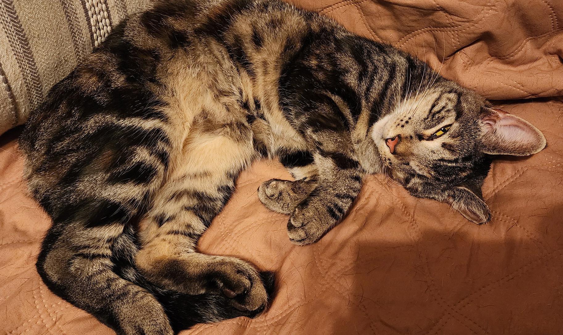 Enlarge Violet, a Adoptable mixed breed in Harrisburg, PA image 3/6