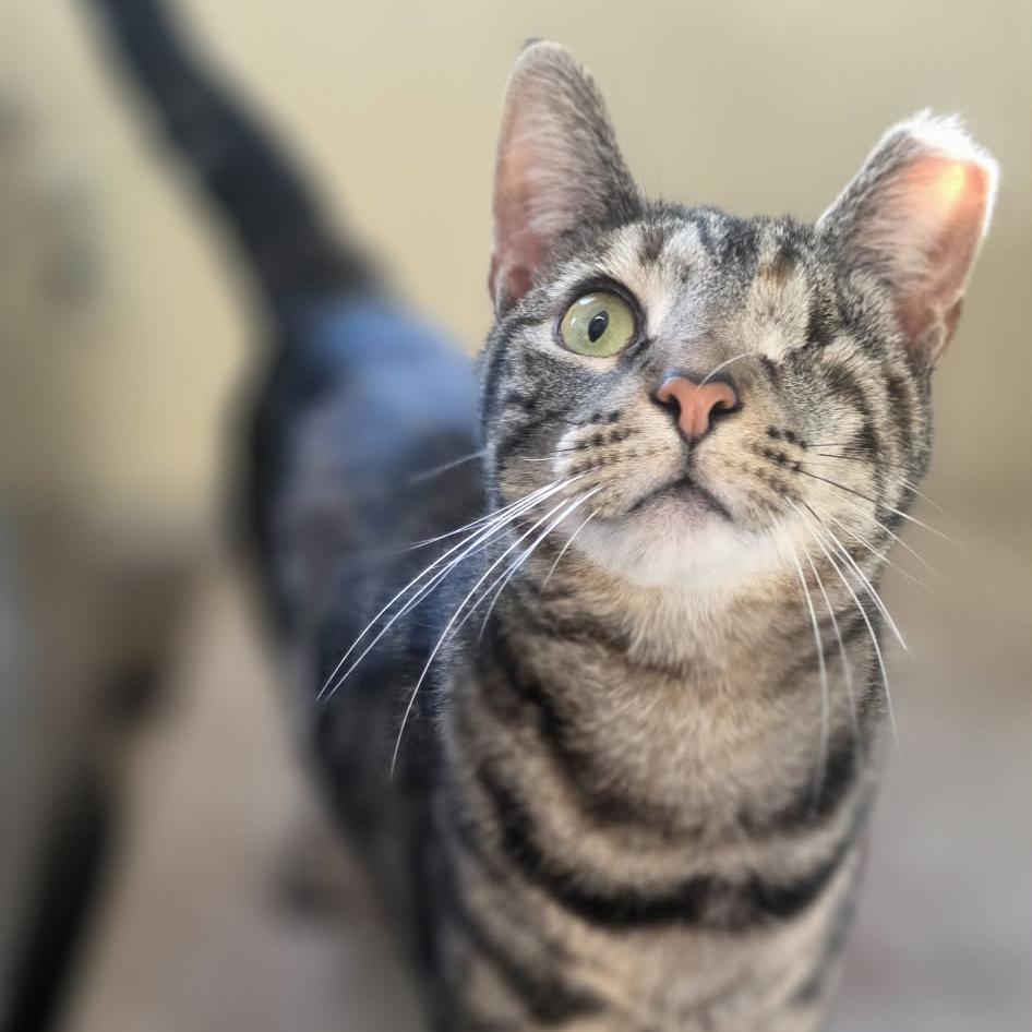 Enlarge Violet, a Adoptable mixed breed in Harrisburg, PA image 2/6