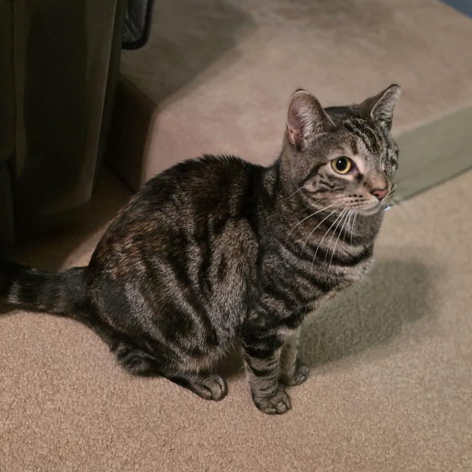 Enlarge Violet, a Adoptable mixed breed in Harrisburg, PA image 6/6