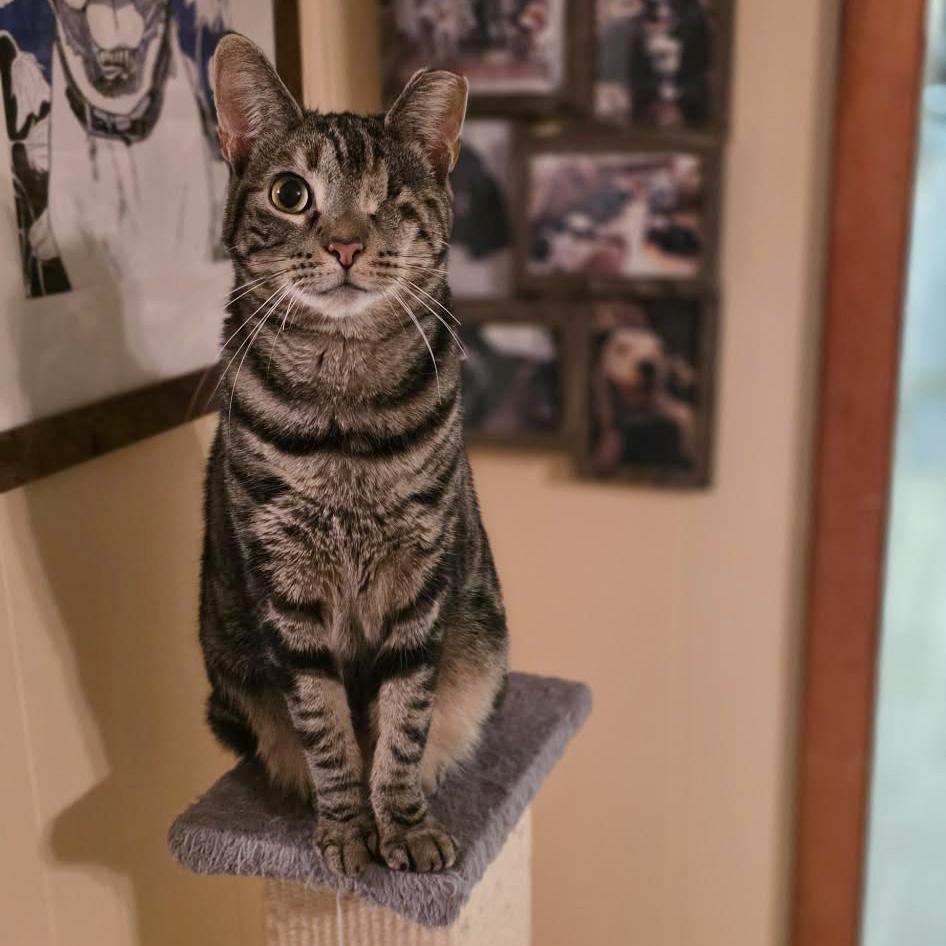 Enlarge Violet, a Adoptable mixed breed in Harrisburg, PA image 3/6