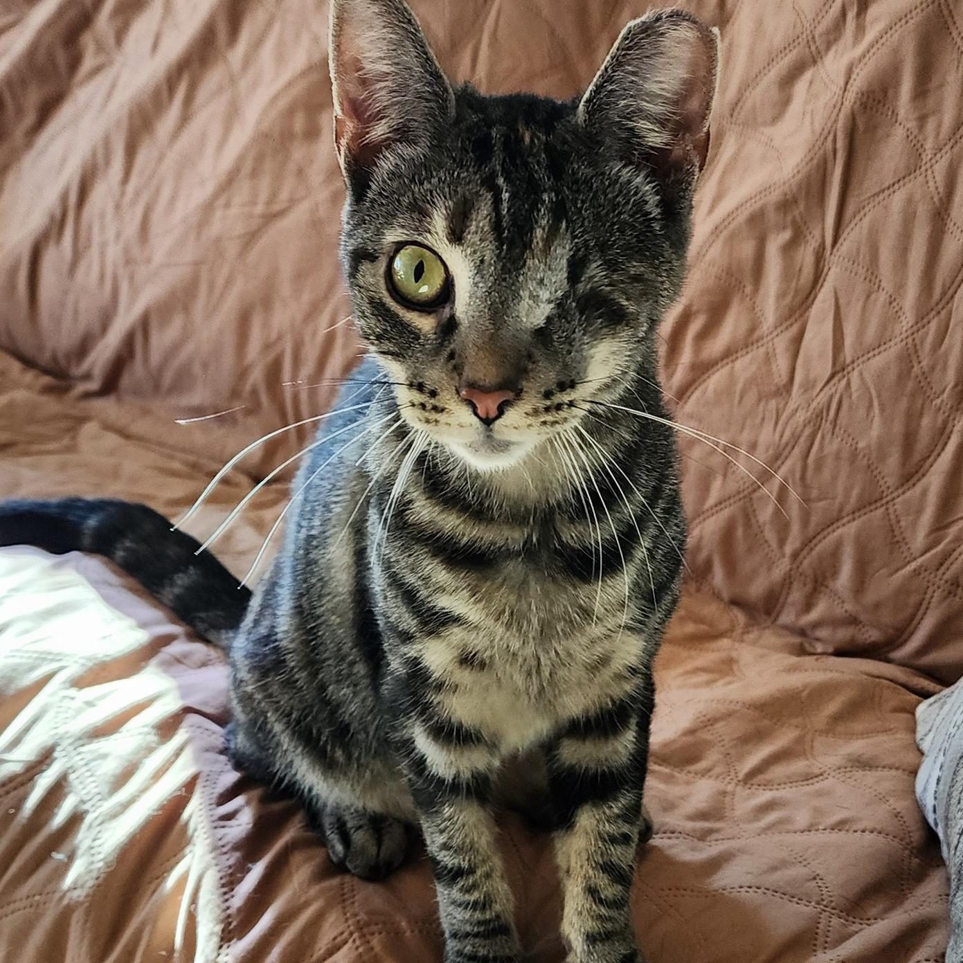 Enlarge Violet, a Adoptable mixed breed in Harrisburg, PA image 2/6