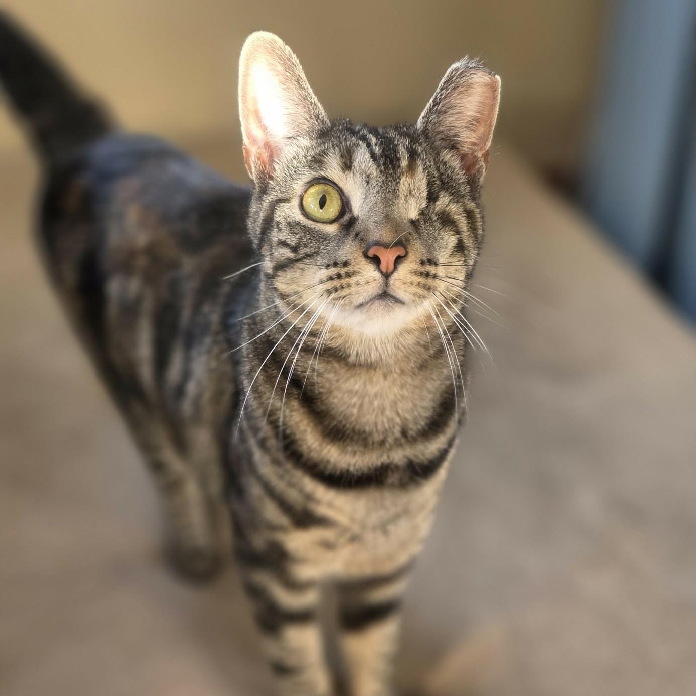 Violet, Adoptable, Young Female Tabby & Domestic Short Hair.